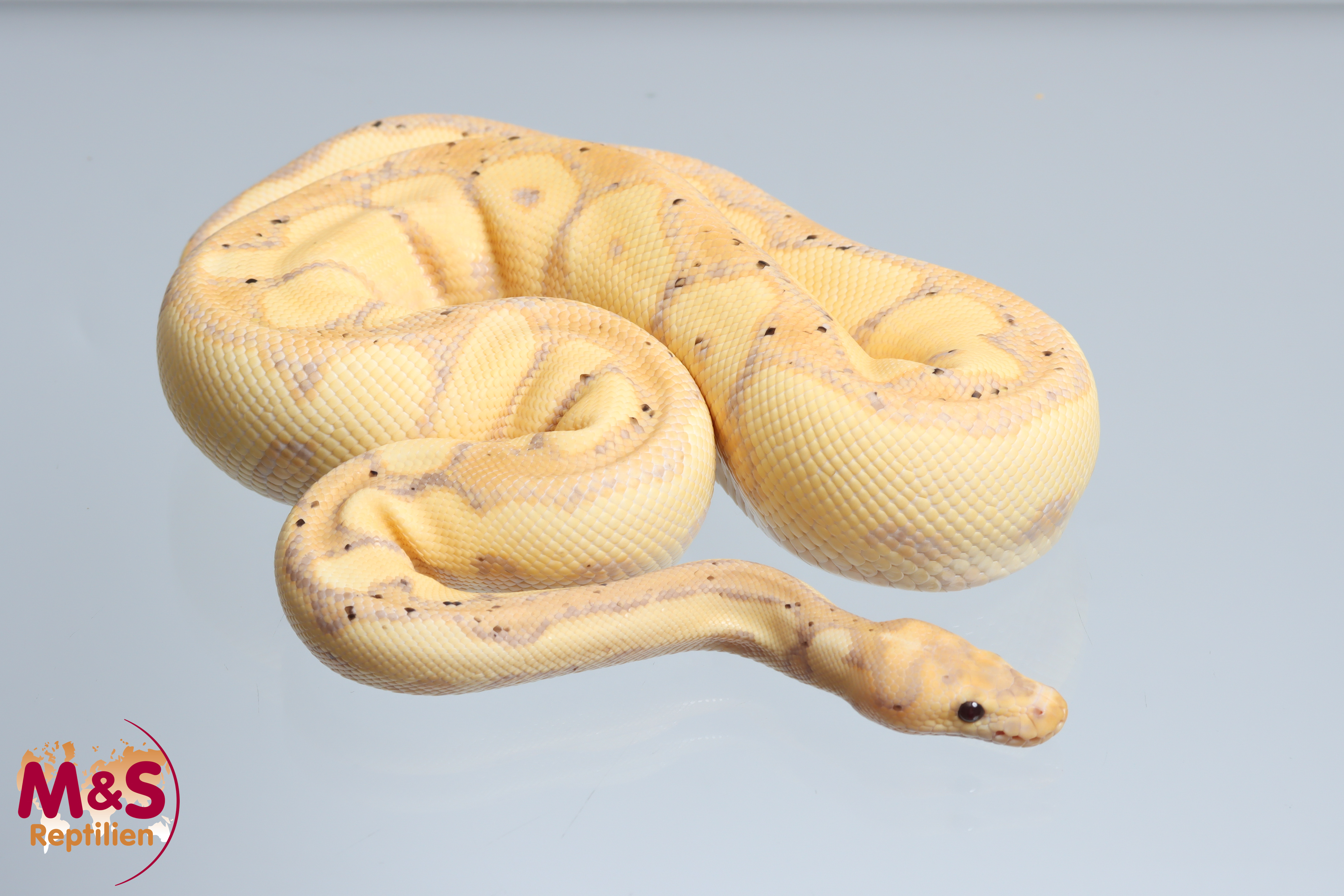 1.0 (Male) Clown-Coral Glow ( Banana) Königspython NZ´24 (subadult) Python regius
