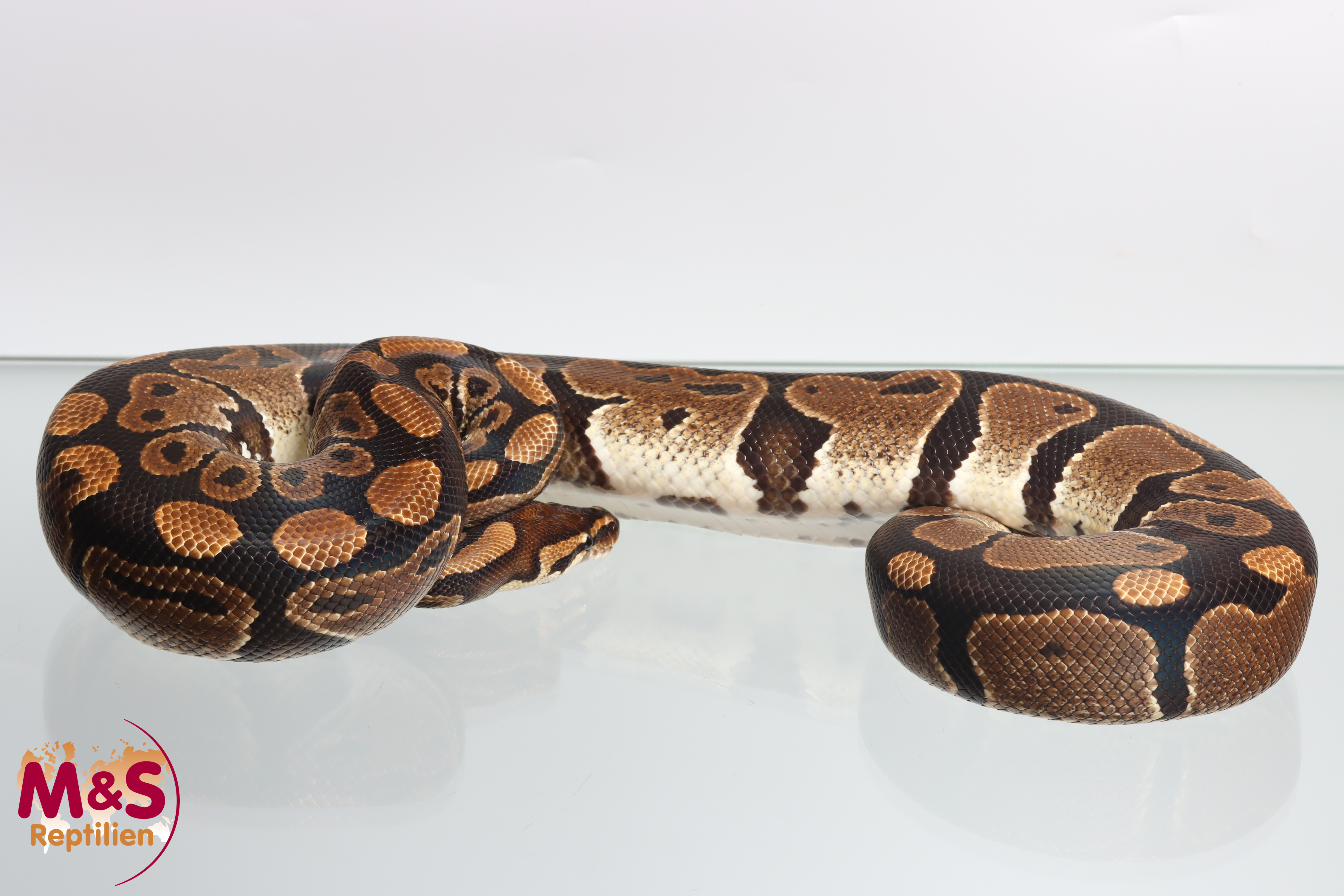 1.0 (Male) 50% poss. hetero Sunset Königspython NZ´M&S´16 Python regius