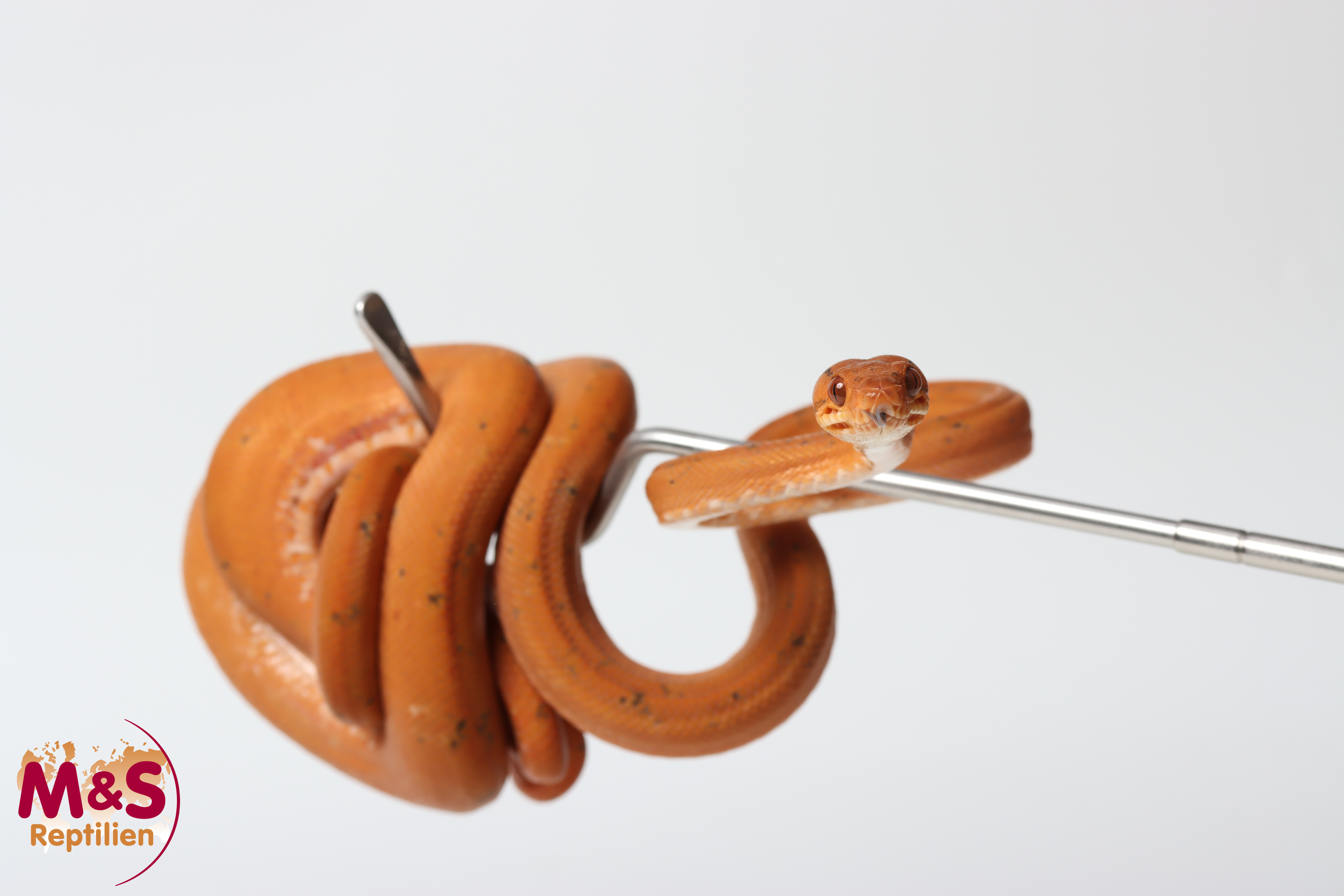 0.1 (Female) ''Tricolor'' Gartenboa NZ’24 (ca.100cm) Corallus hortulanus (Originalbild)