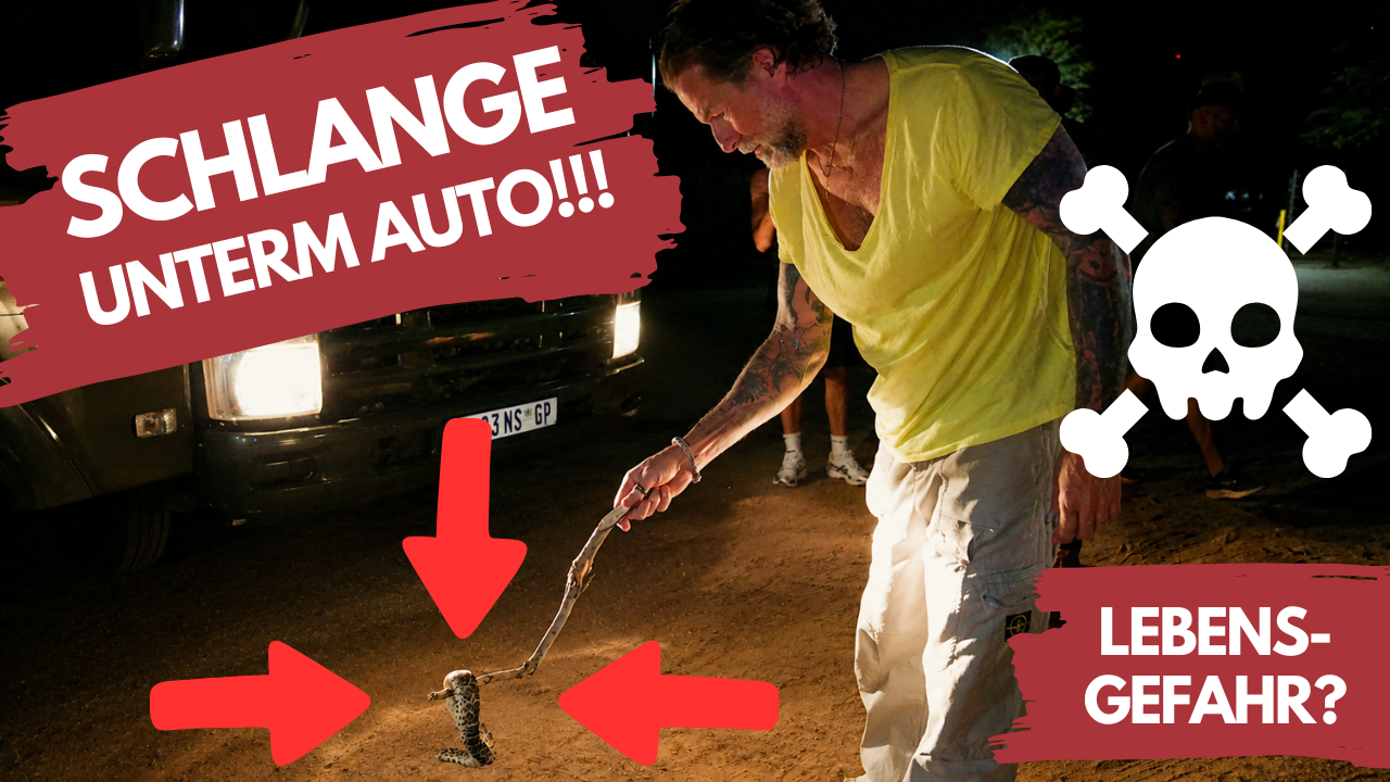 Giftige Puffotter unterm Auto! 😳🐍