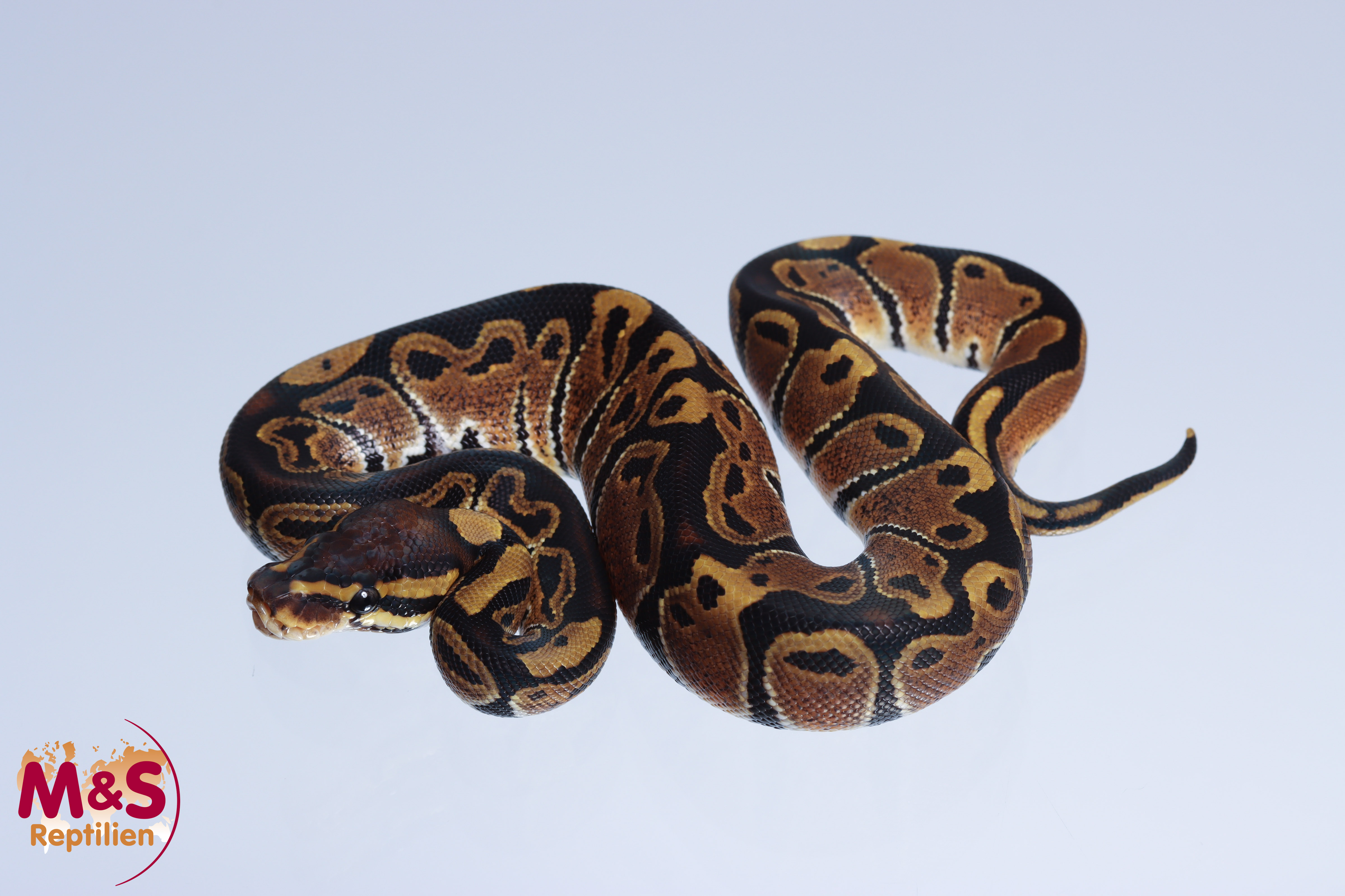 0.1 (Female) 66% poss. triple het. Albino - Sunset - Ultramel Königspython NZ´M&S´22 Python regius