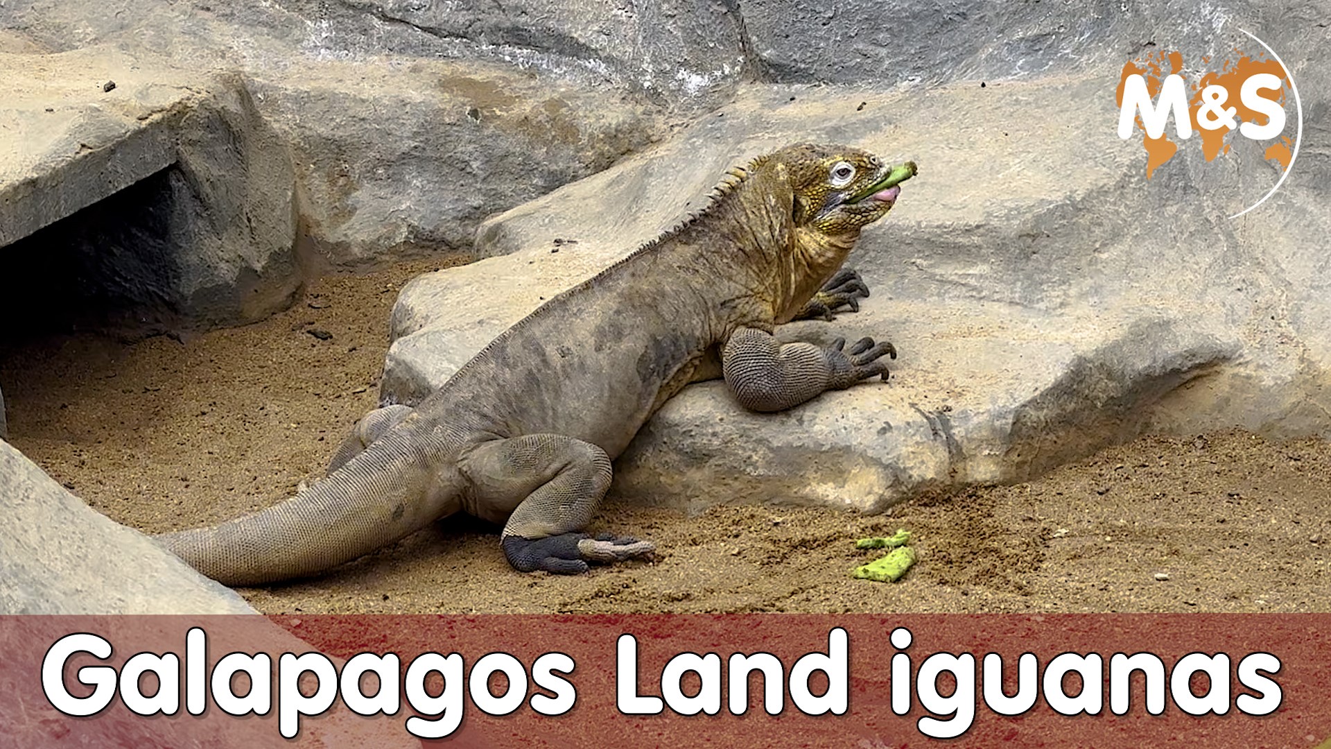 Galapagos-Landleguan (Conolophus subcristatus)