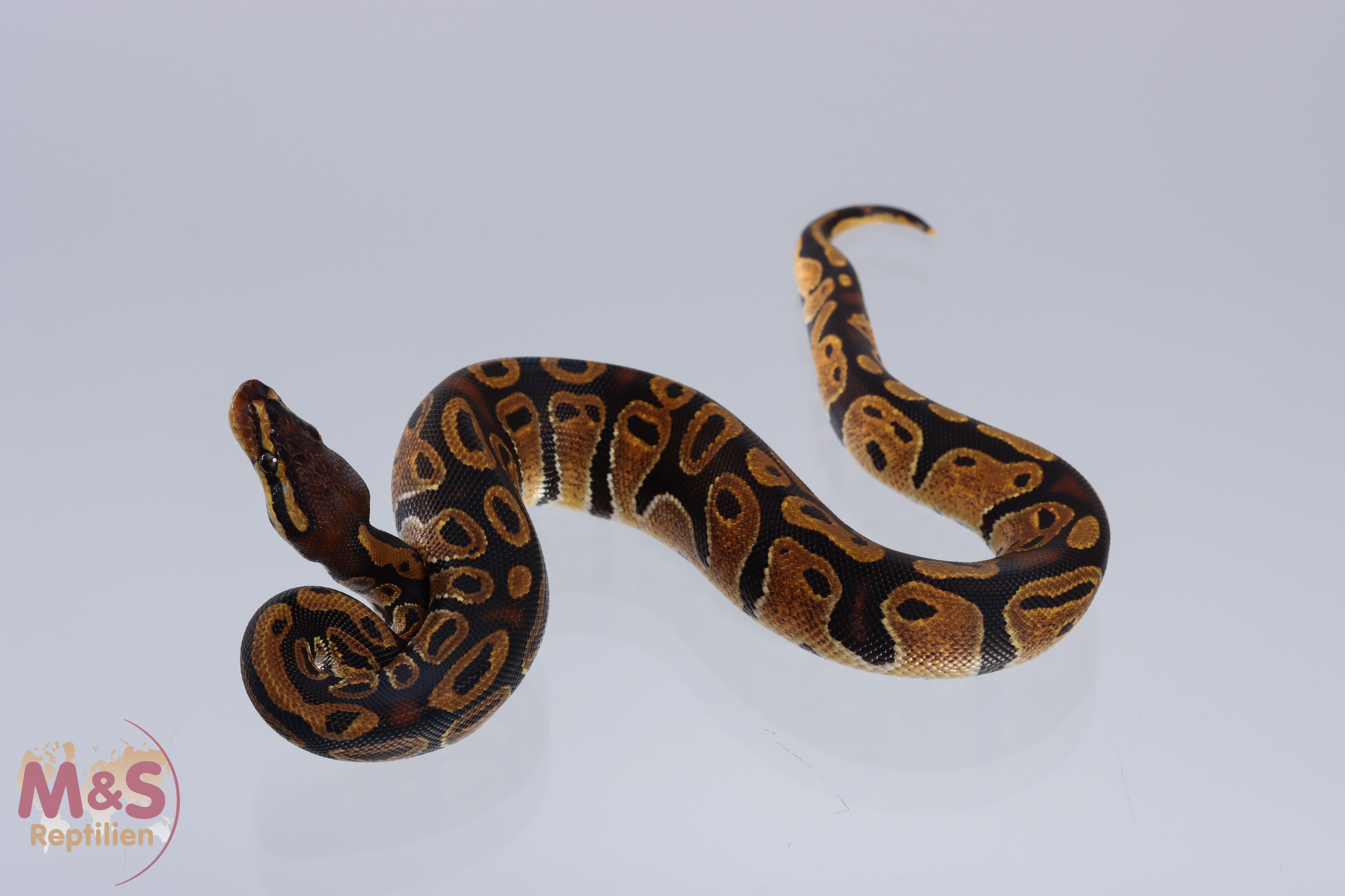 1.0 (Male) Enchi - 100% hetero Sunset Königspython NZ´M&S´21 Python regius