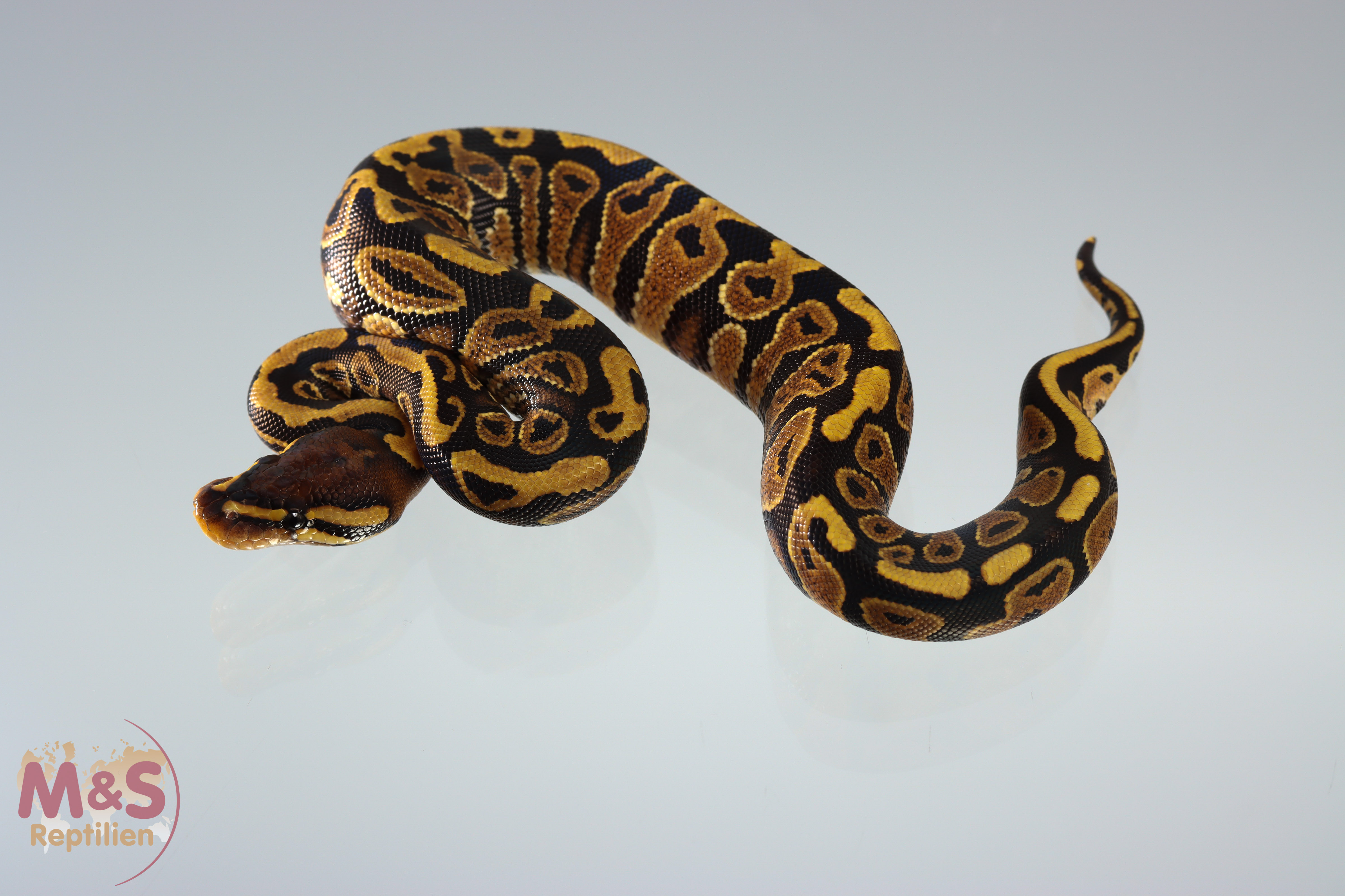 0.1 (Female) Gravel Königspython NZ´M&S´20 Python regius