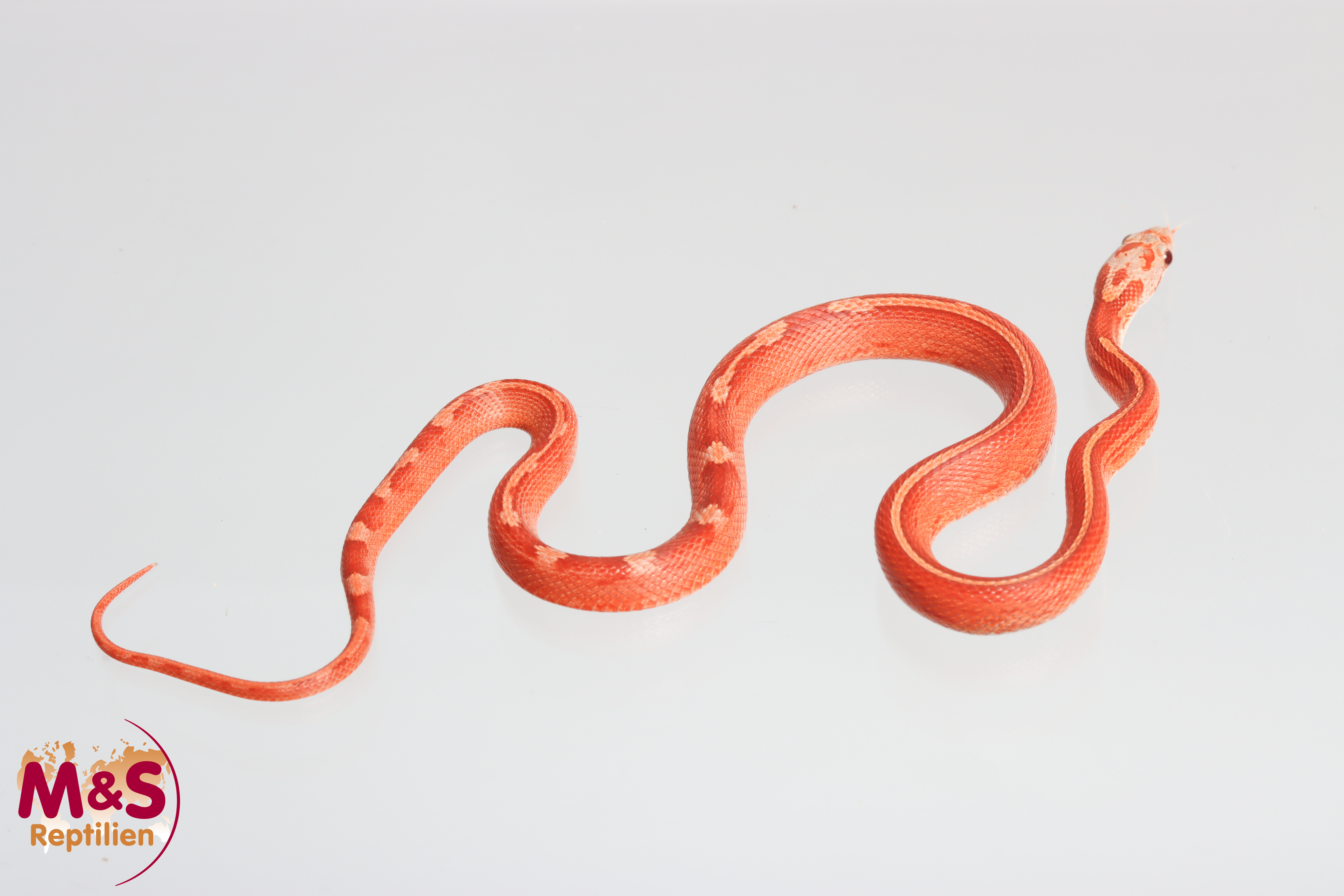 1.0 (Male) Hypo Bloodred Motley-Stripe Kornnatter  NZ'25 ( ca. 30 cm ) Pantherophis guttatus