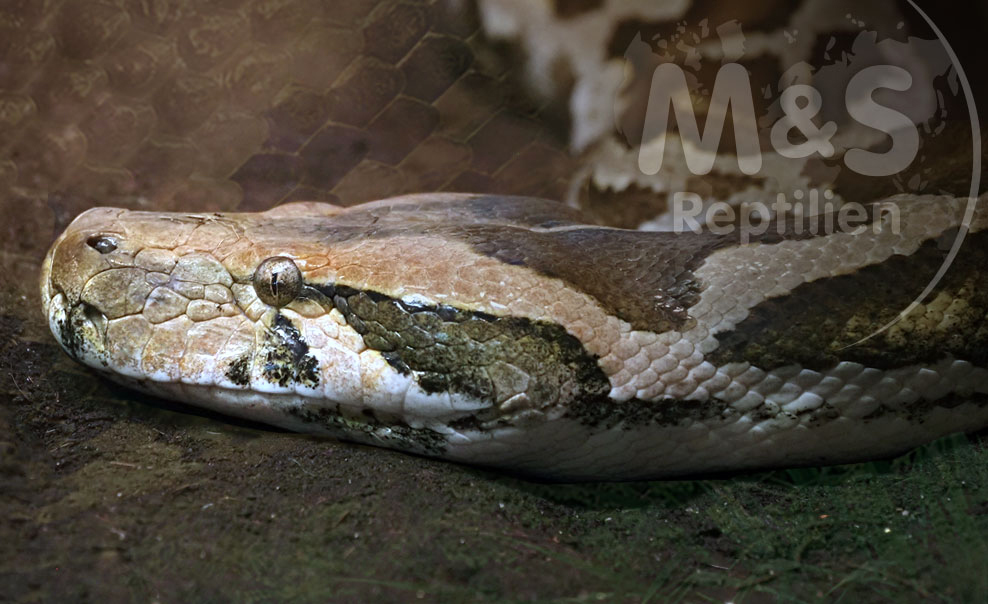 Tigerpythons