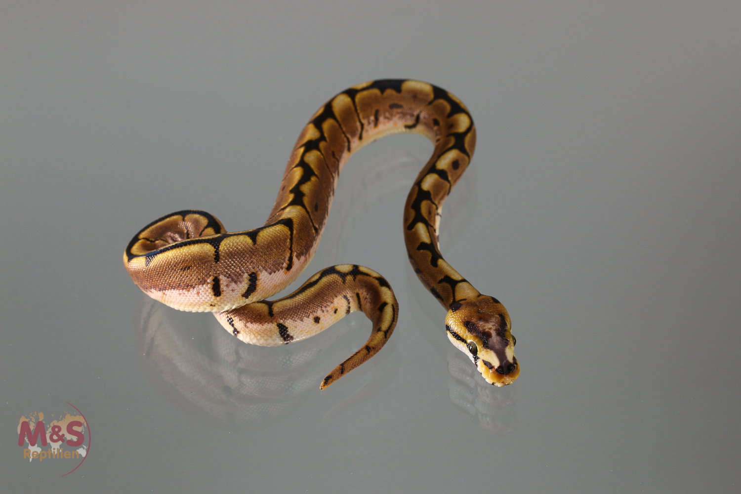 0.1 (Female) Spider, SH, 100 % hetero Albino Königspython NZ´M&S´18 Python regius