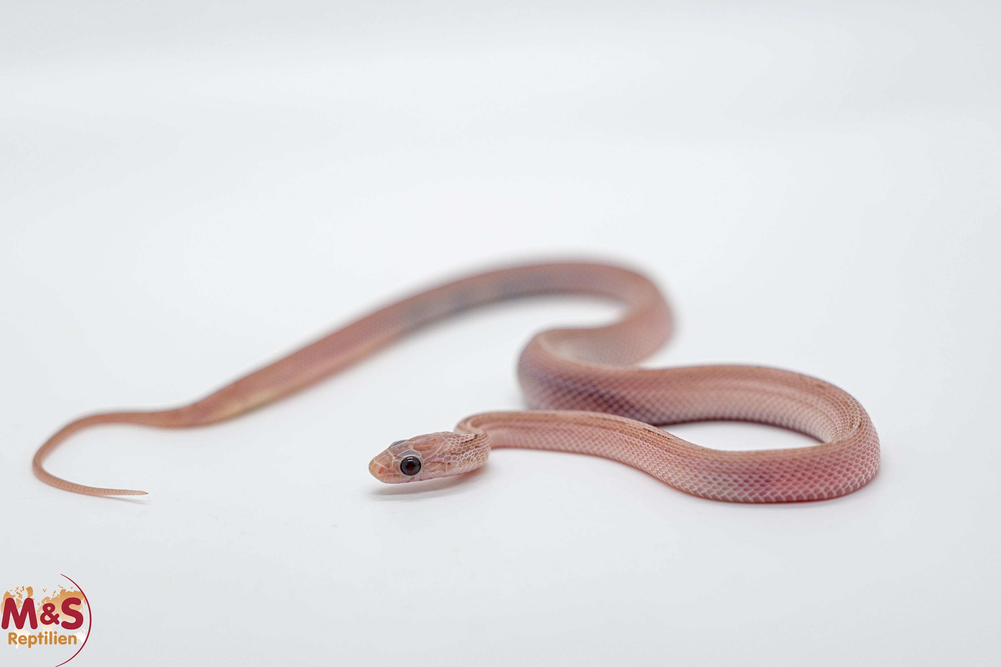 0.1 (Female) Hypo Pewter Motley Kornnatter  NZ'25 ( ca. 30 cm ) Pantherophis guttatus