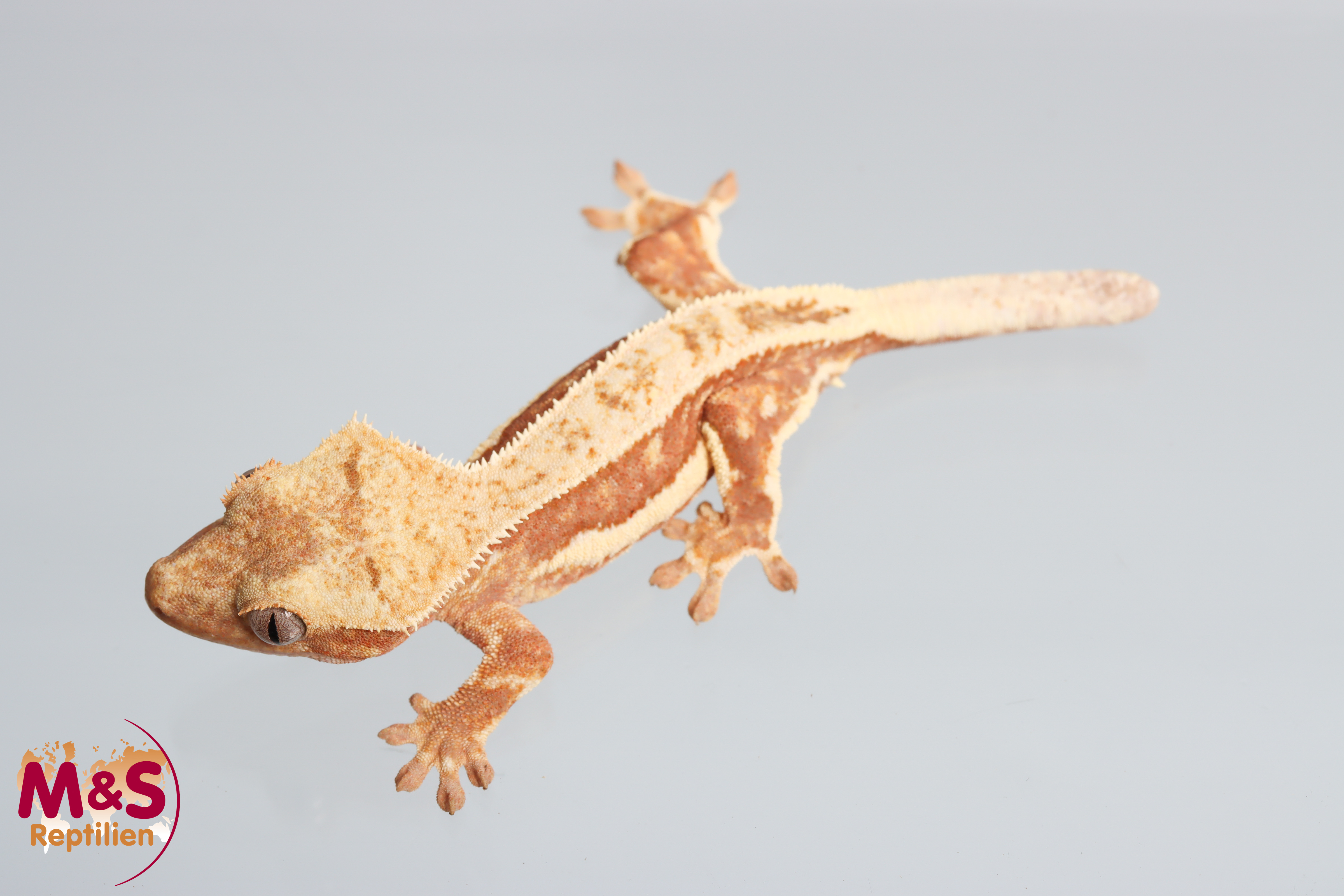 0.1 (Female) Lilly White Kronengecko ( Schwanzspitze fehlt) (small-medium) NZ´25 C. ciliatus ( Originalbild)