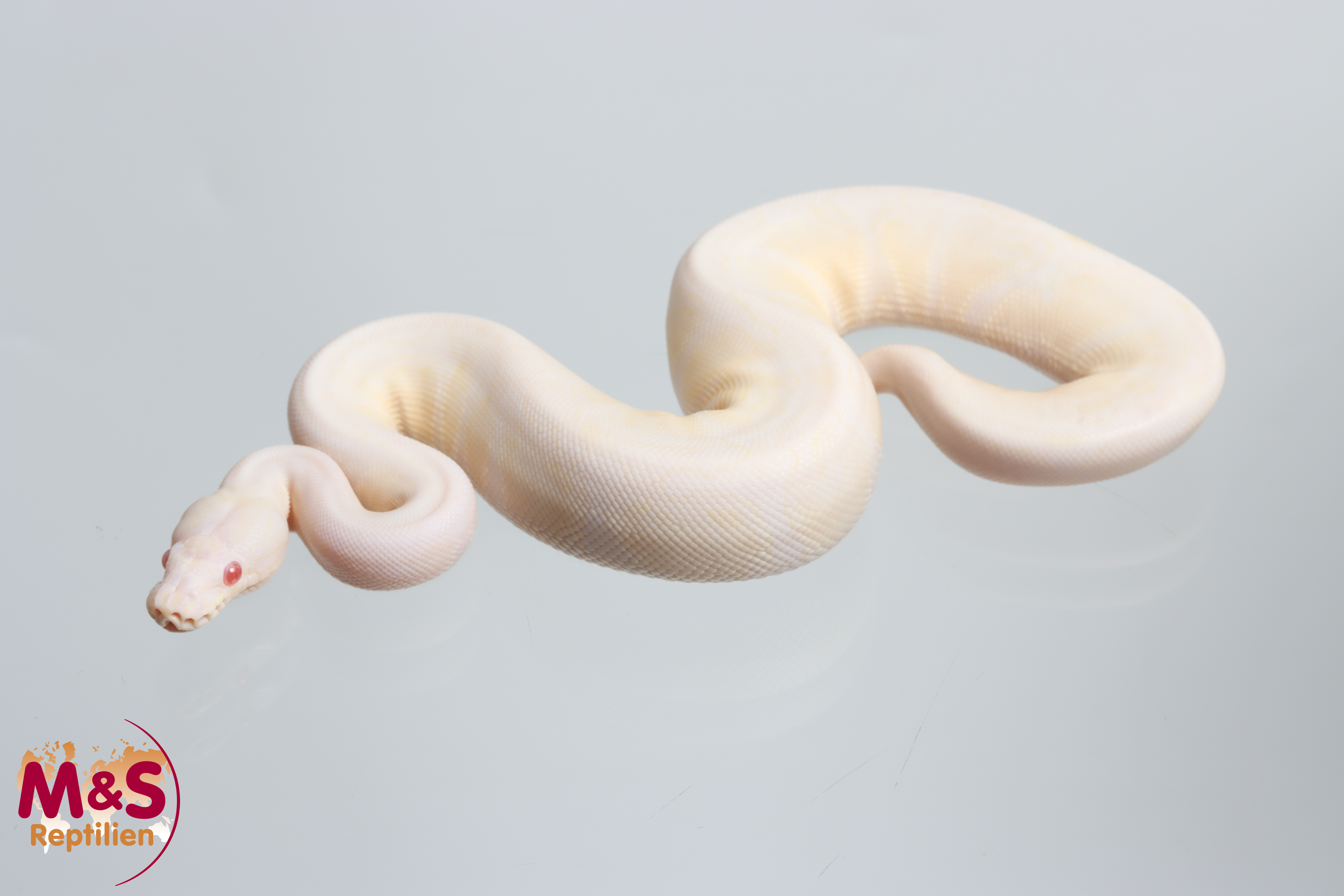 0.1 (Female) Snow VPI (Axanthic-Albino) Königspython NZ' 26 Python regius