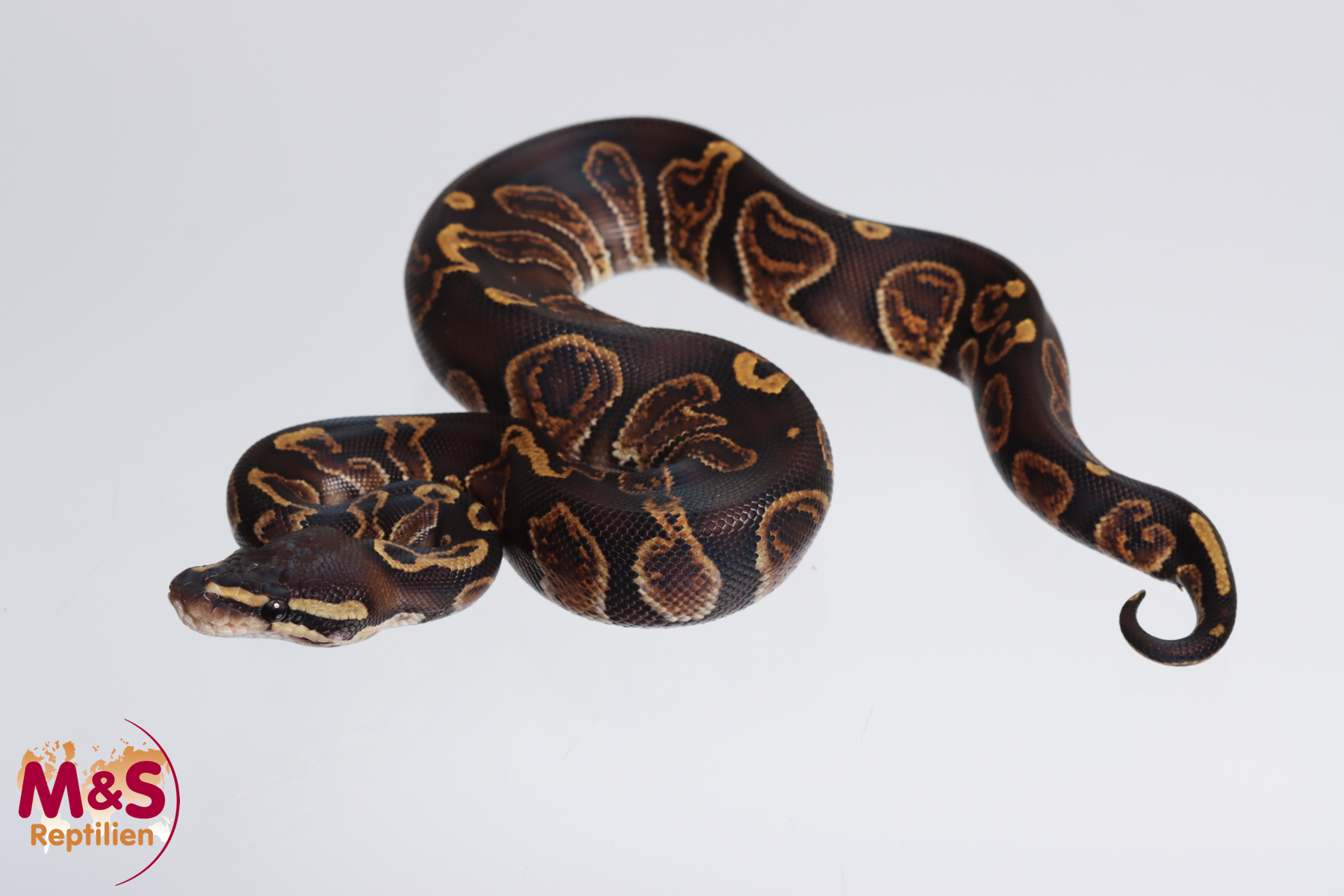 0.1 (Female) GHI Trick Königspython NZ´M&S´23 Python regius