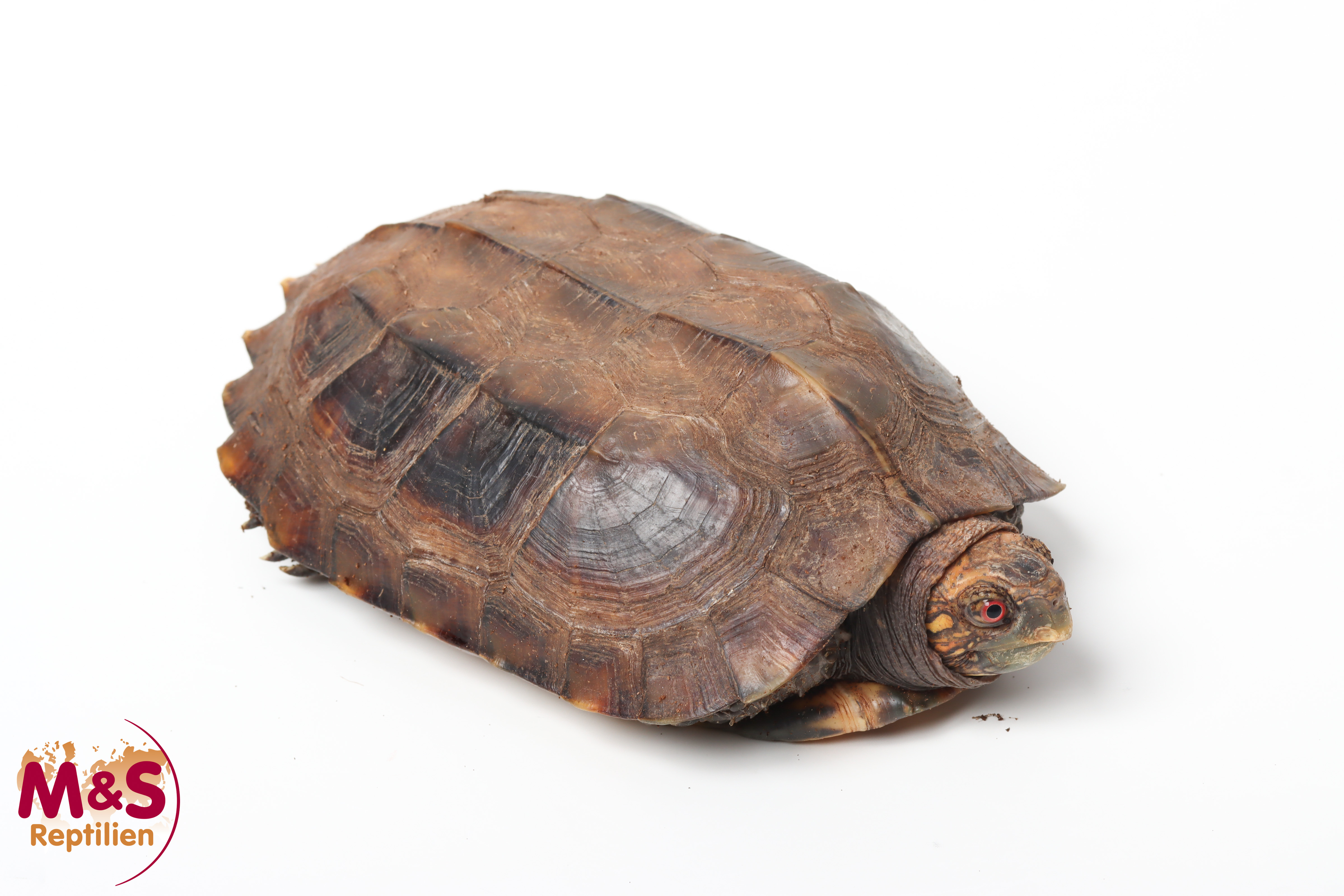 Indische Dornschildkröte NZ'09 (ca. 15-20cm) Cuora mouhotii (Originalbild)