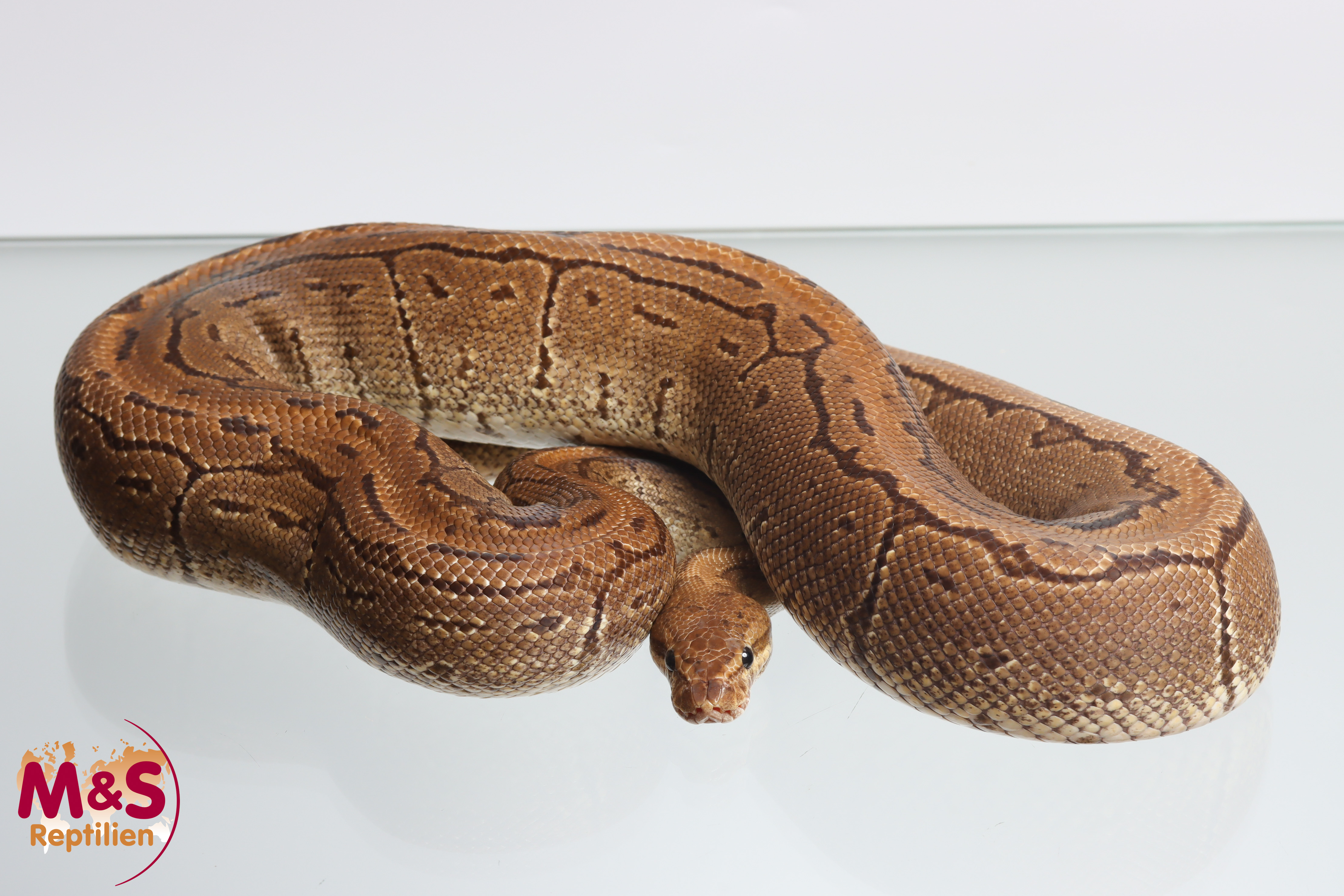 1.0 (Male) Pinstripe 50% poss. hetero Sunset  Königspython NZ´M&S´16 Python regius