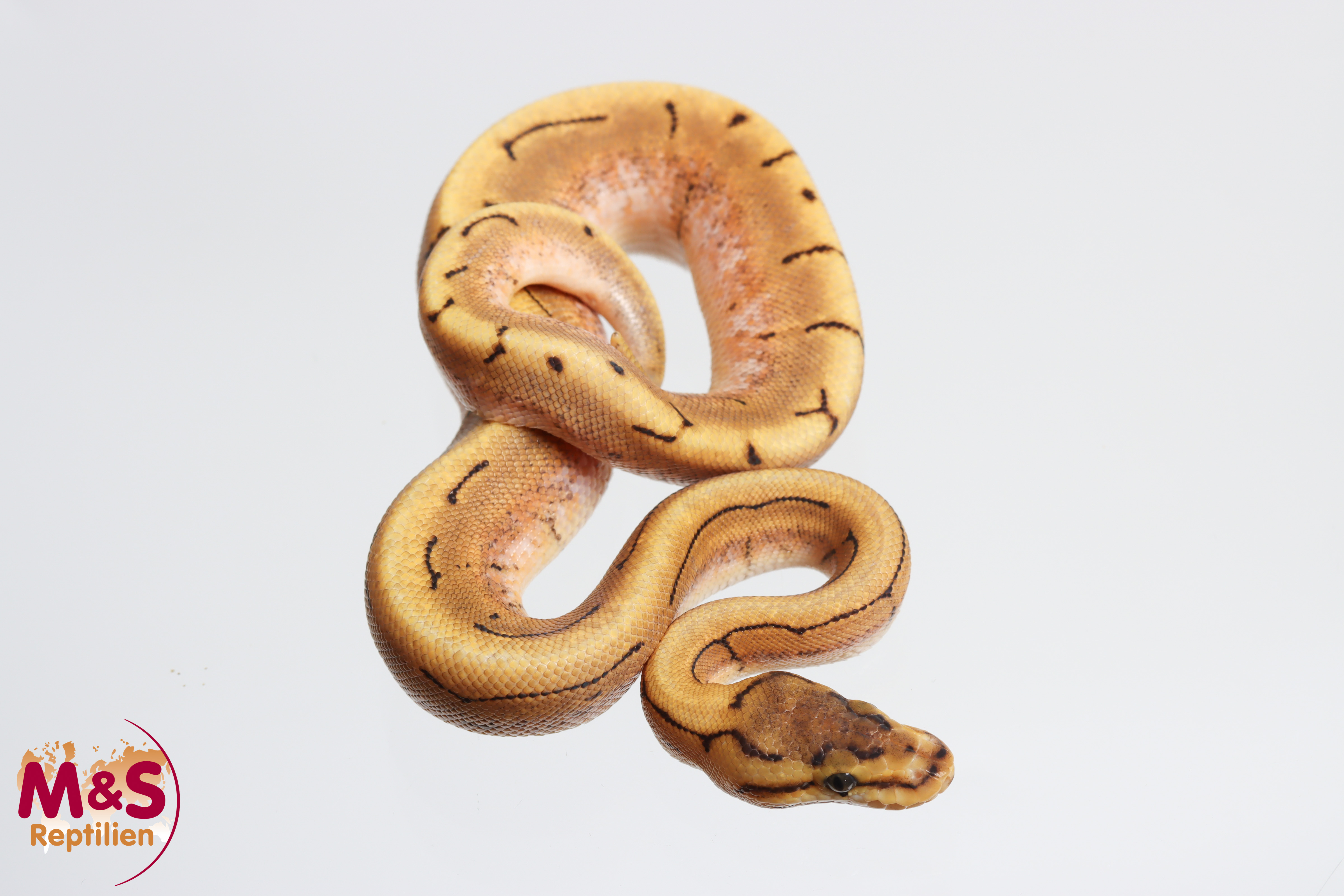 1.0 (Male) Spider - Creme Königspython NZ´M&S´26 Python regius