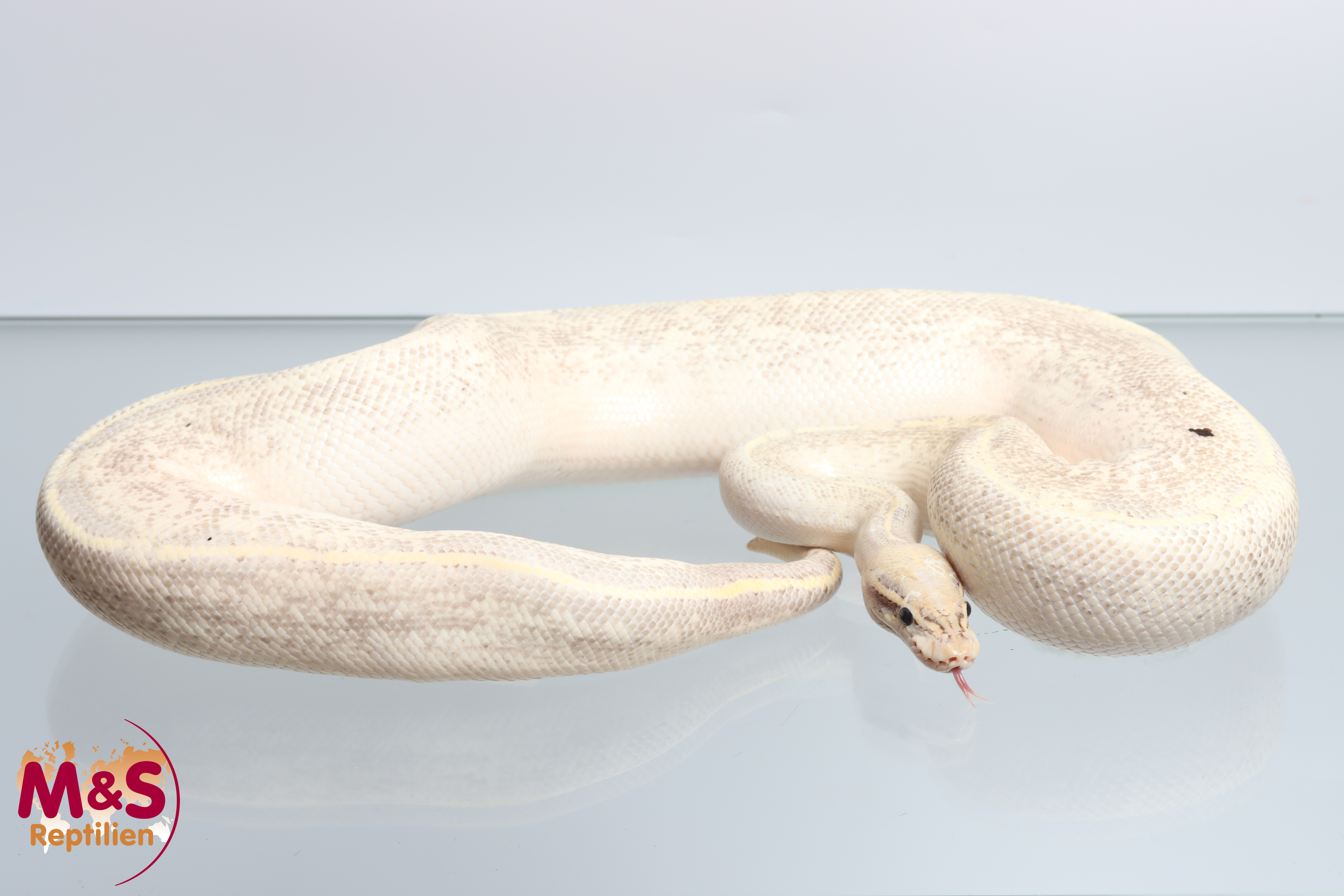 1.0 (Male) Highway Königspython NZ´M&S´17 ( adult)  Python regius
