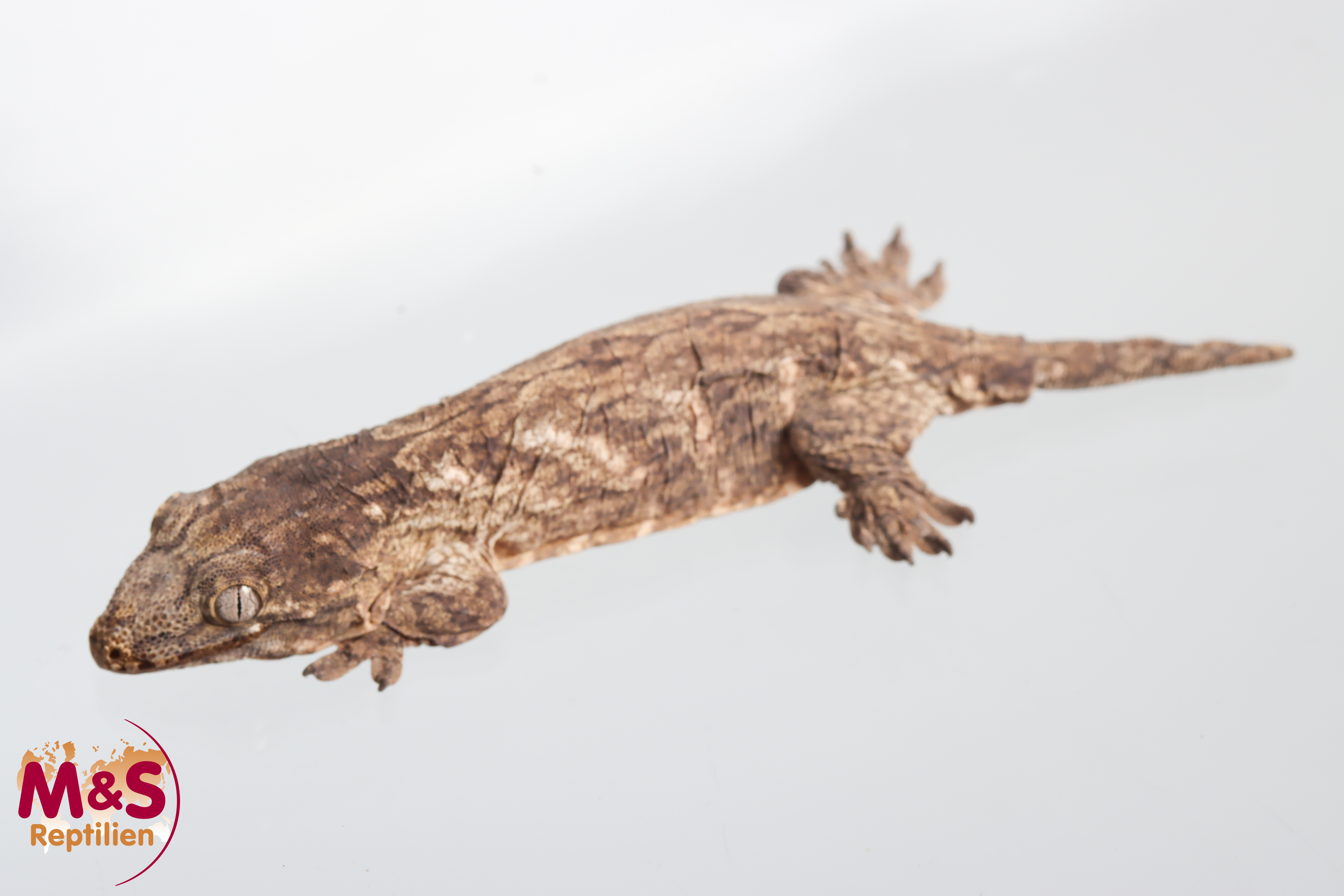0.1 (Female) Riesengecko -Friedel x Tröger/Friedel (small-medium) NZ´M&S 25 R. leachianus (Originalbild)