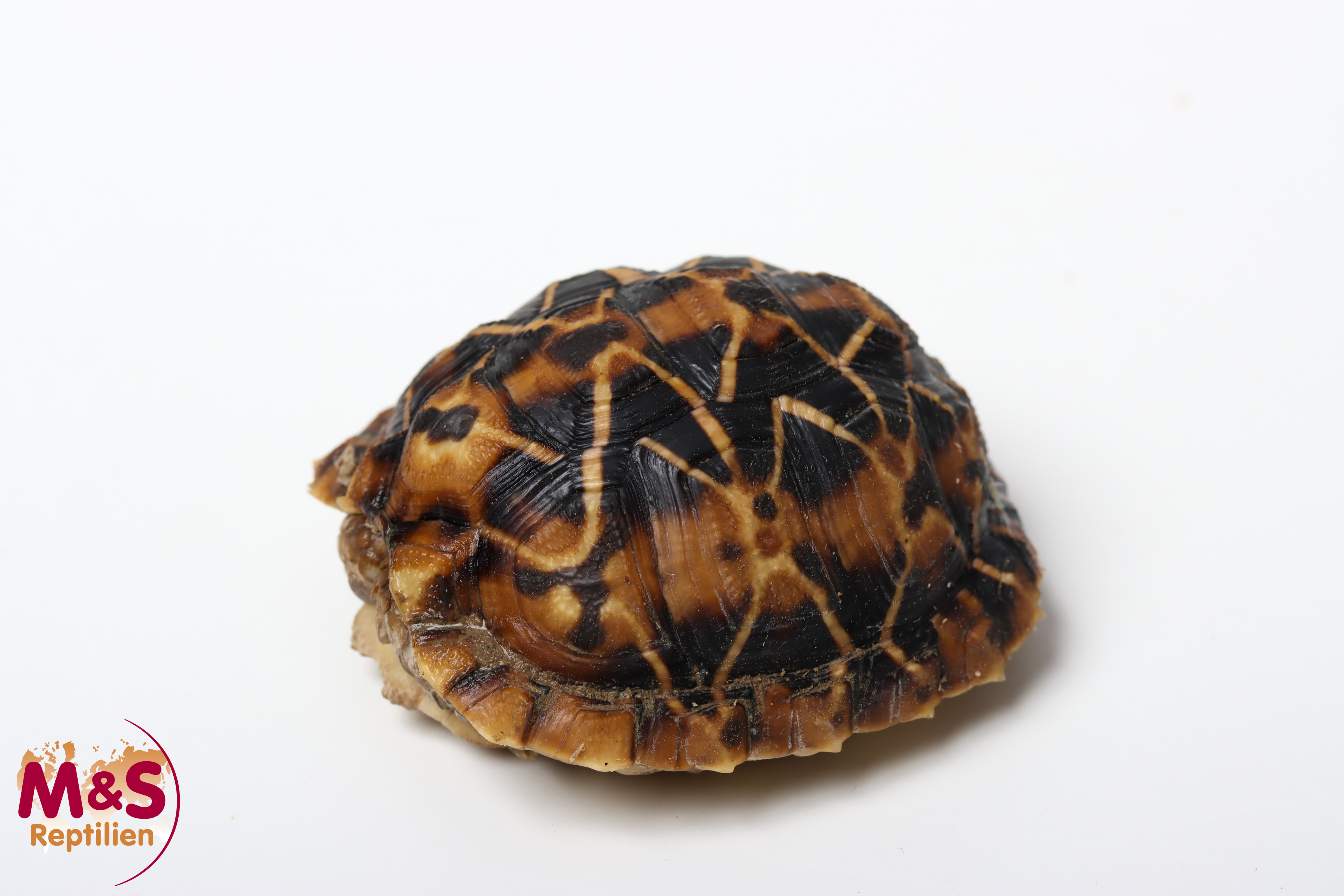 Buschmannland Zeltschildkröte (small ca.5cm) NZ´25 Psammobates tentorius veroxxi (Originalbild)