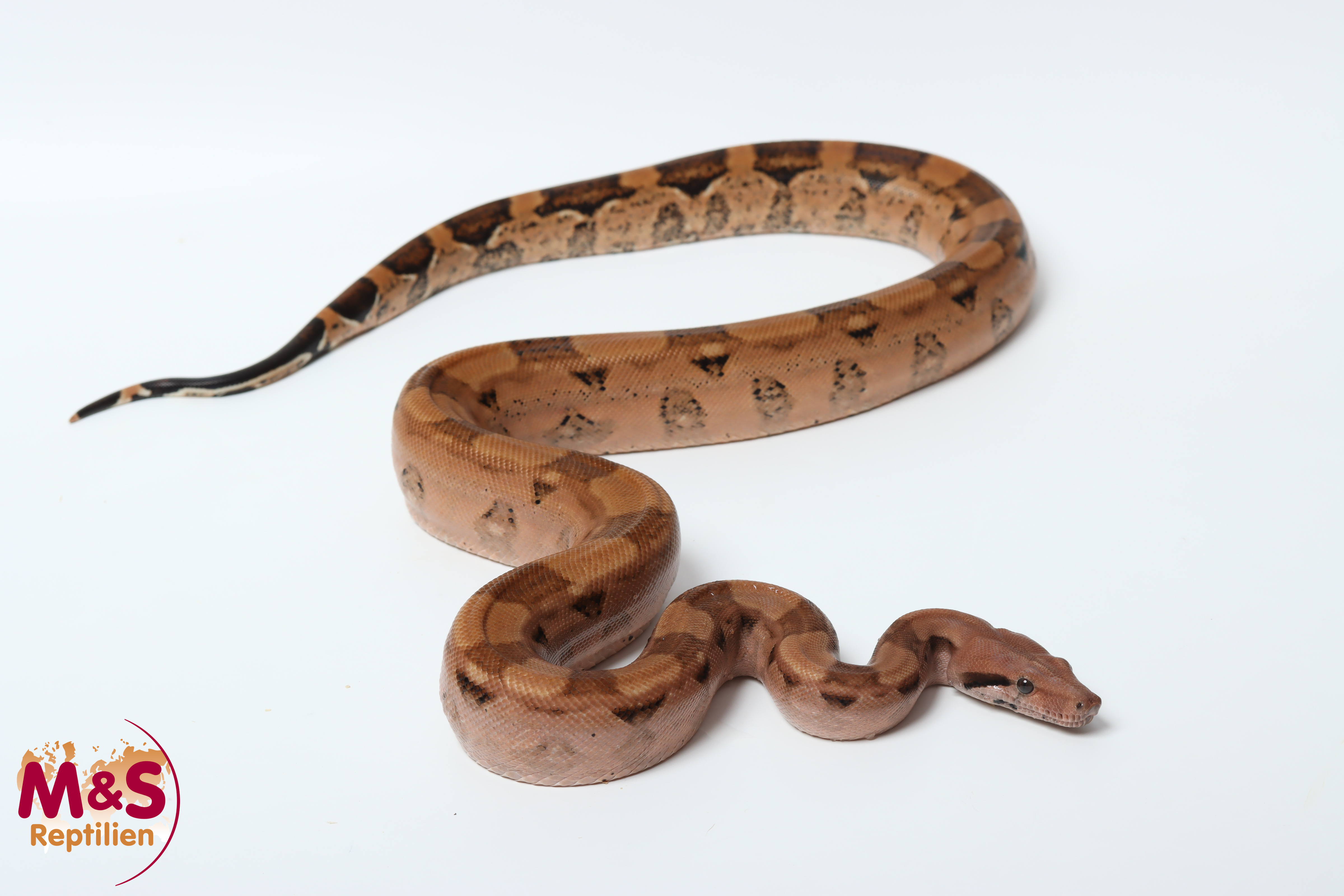 0.1 (Female) Blood Keltic het.opal (sharp) Purple Pastel Line NZ'25 (ca. 100-110 cm)  Boa c. imperator (Originalbild)