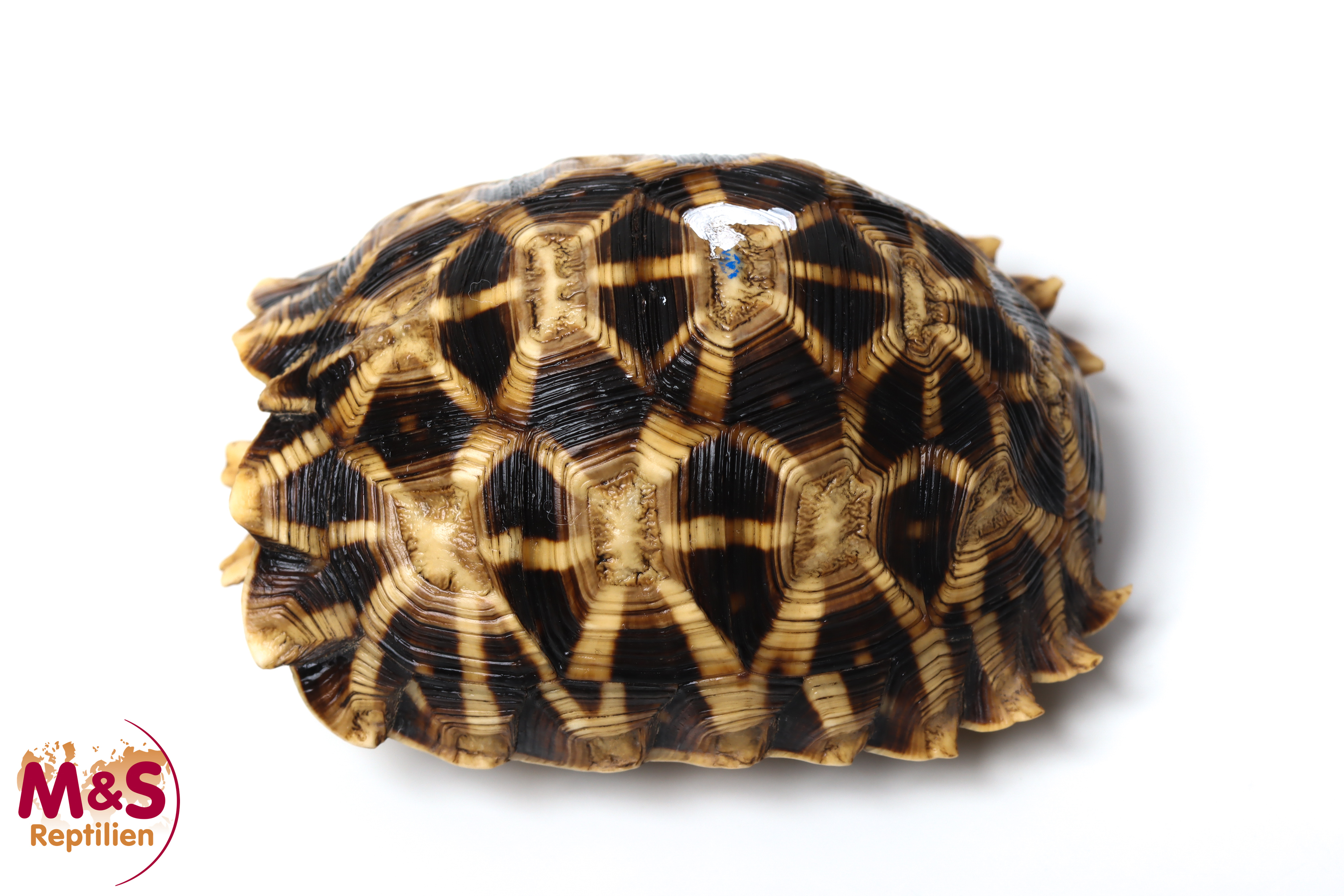 1.0 (Male) Kalahari Stachelrand-Landschildkröte (ca.8,5cm) NZ´2005 Psammobates oculiferus (Originalbild)