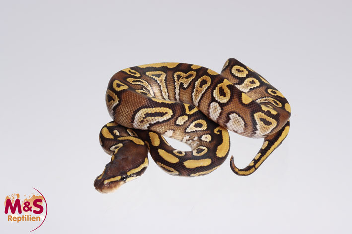 1.0 (Male) Gravel-Mojave  Königspython NZ´M&S´23 Python regius