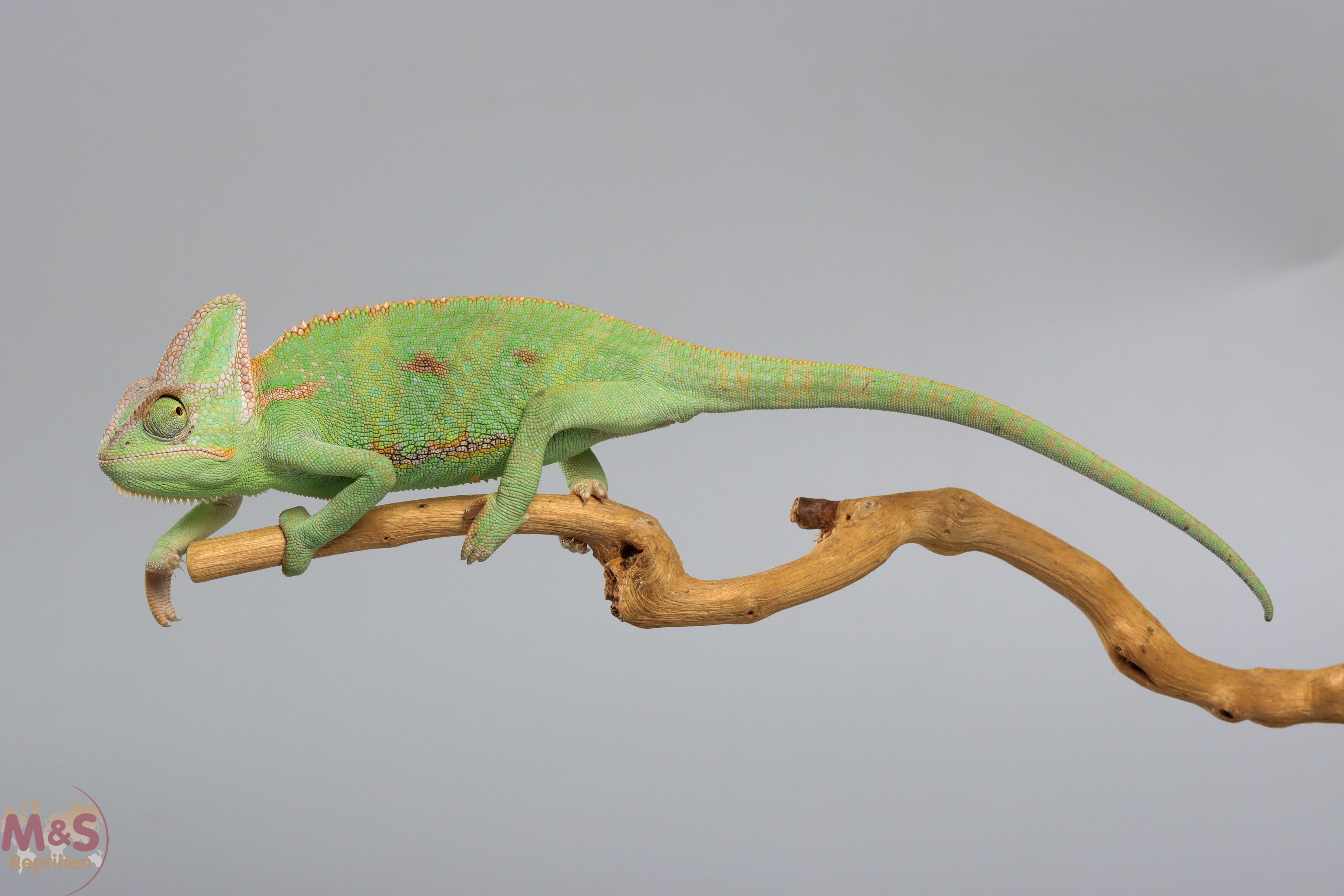 1.0 (Male) Jemen Chamäleon NZ´25 (ca. 7 cm Kopf Rumpf Länge) Chamaeleo calyptratus