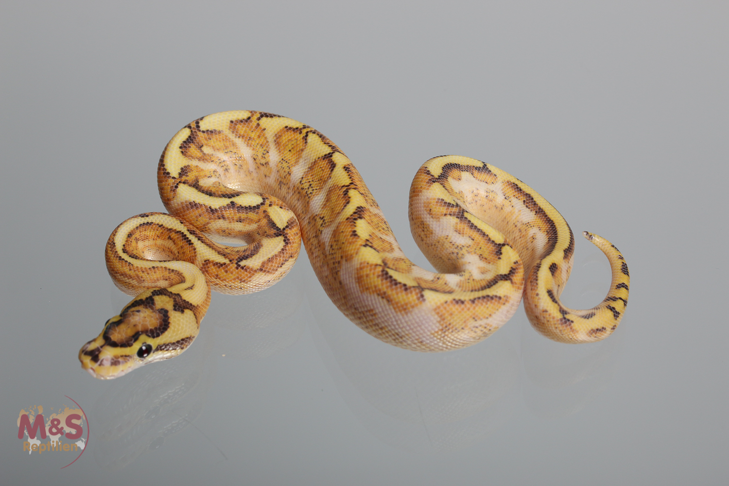 1.0 (Male) Highway - Spider Königspython NZ´M&S´17 (adult)  Python regius