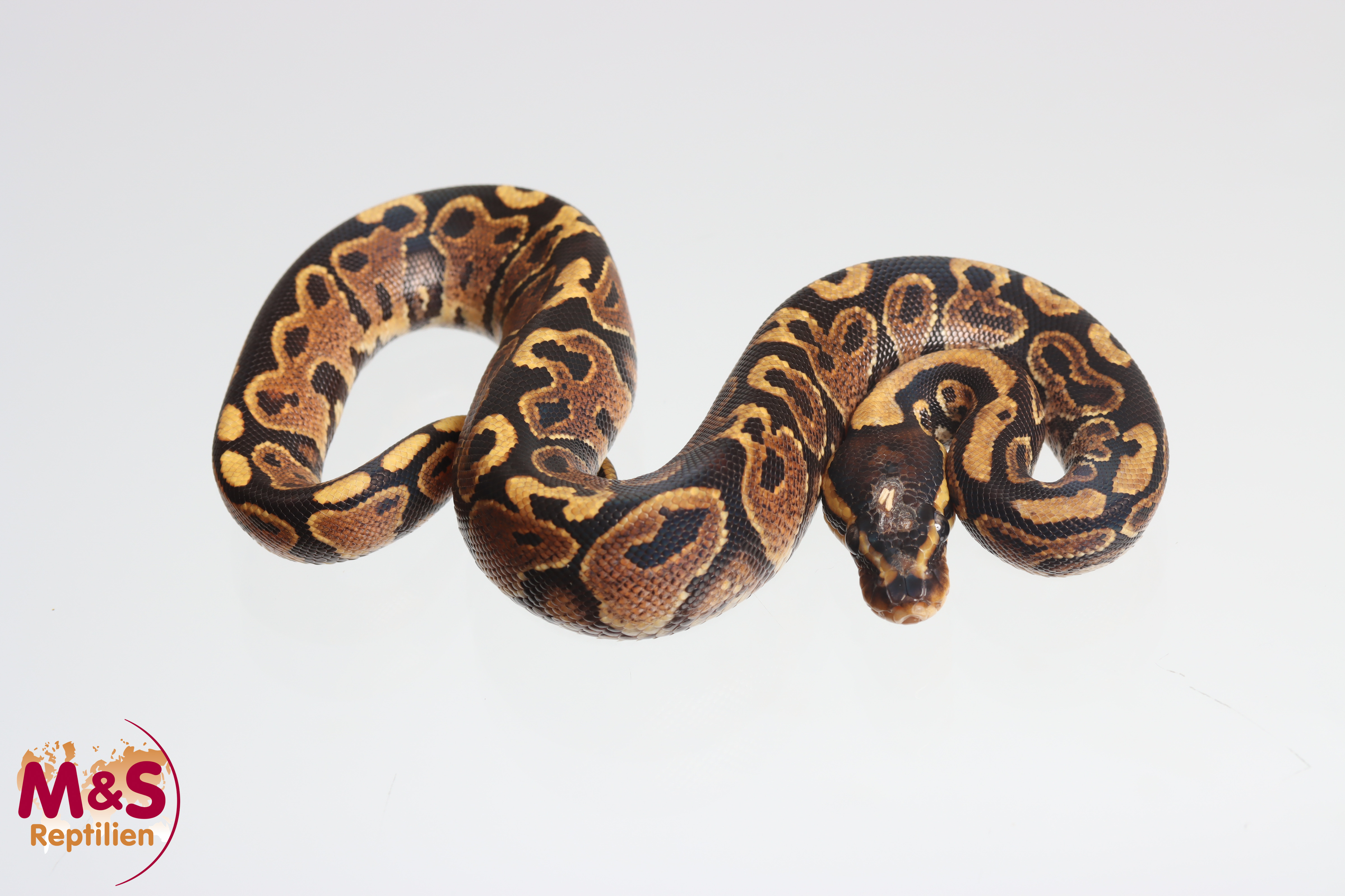 0.1 (Female) Spark oder Yellowbelly NZ´M&S´25 Python regius