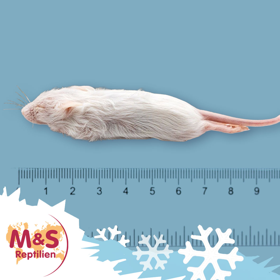 Maus mini (MINI Springer), gefroren, ca. 7-10g