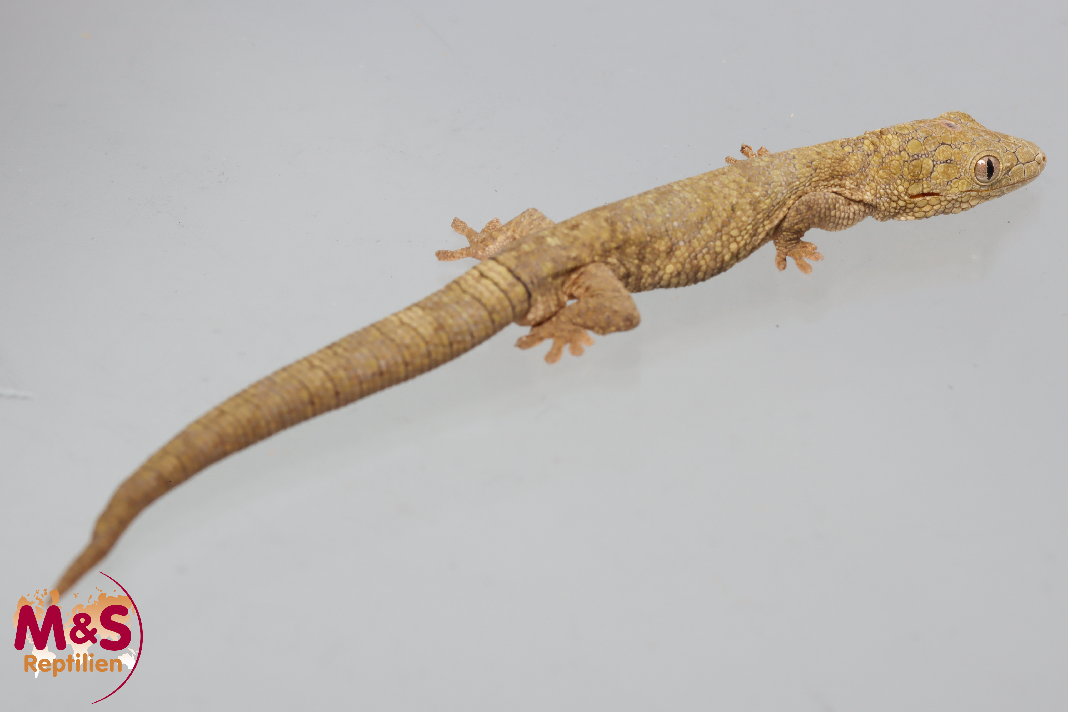 1.0 (Male) Großschuppiger Chamäleon Gecko NZ´24 (adult) Eurydactolodes symmetricus (Originalbild)