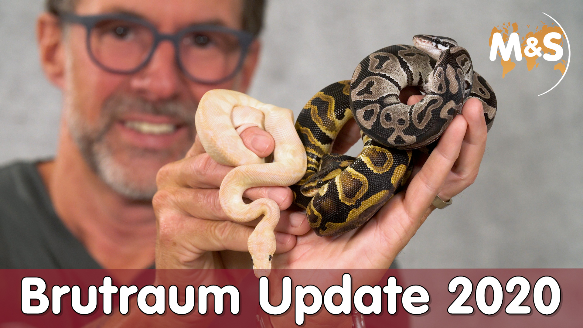 Brutraum Update 2020 | Africa Odd / VIP ball | Reptil TV