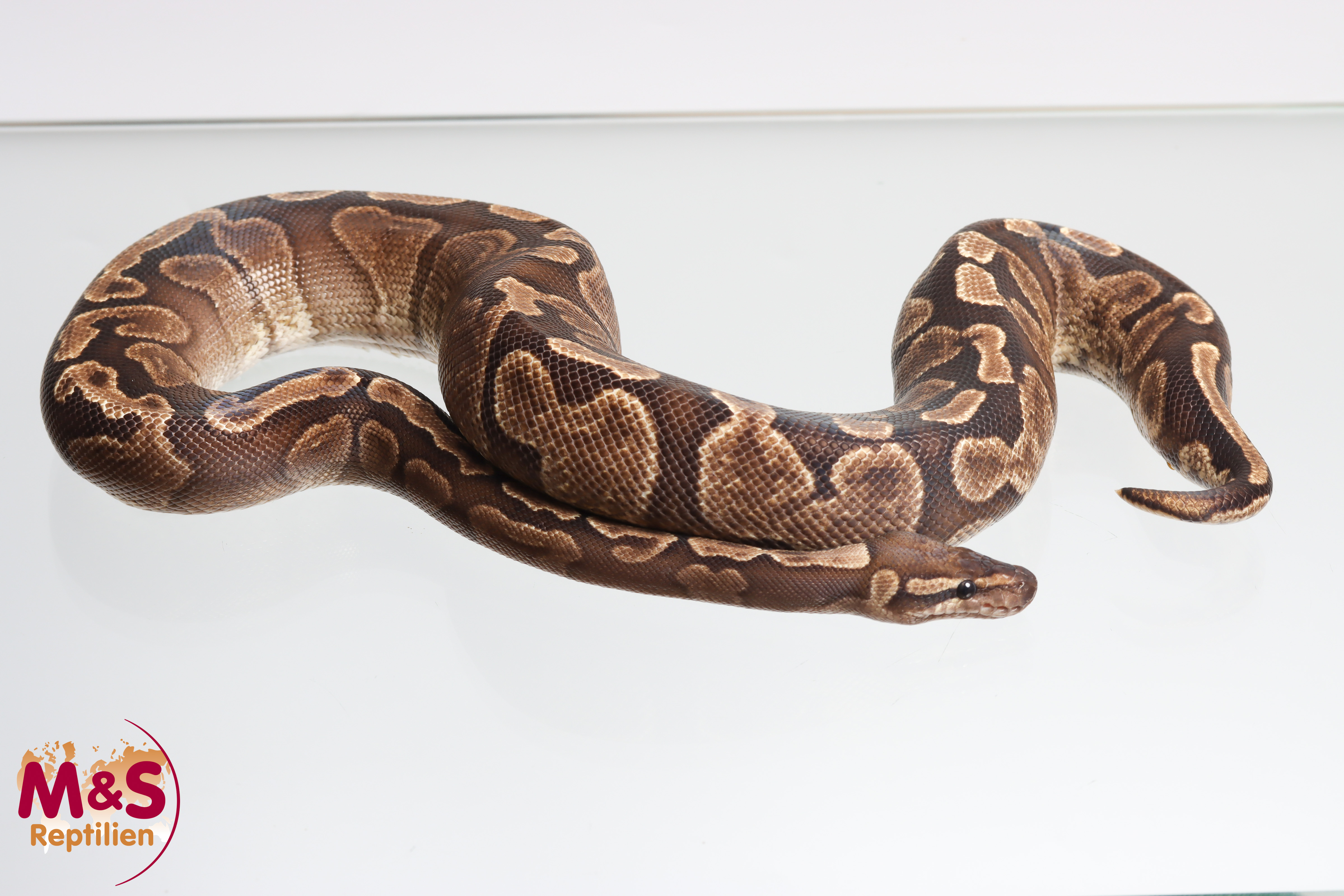 0.1 (Female) GHI 100% hetero Piebald Königspython DNZ'23 Python regius