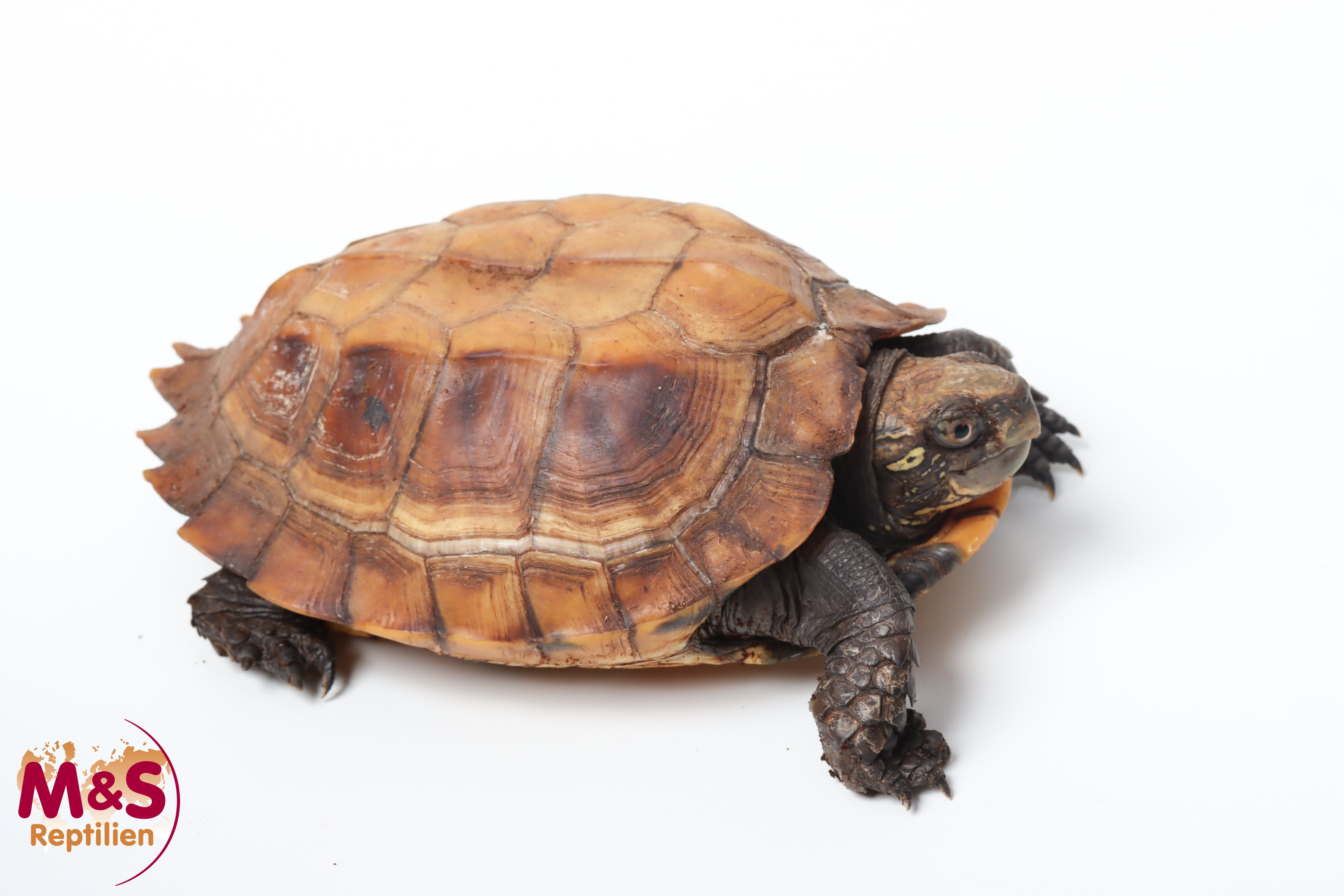 Indische Dornschildkröte NZ'09 (ca. 15-20cm) Cuora mouhotii (Originalbild)