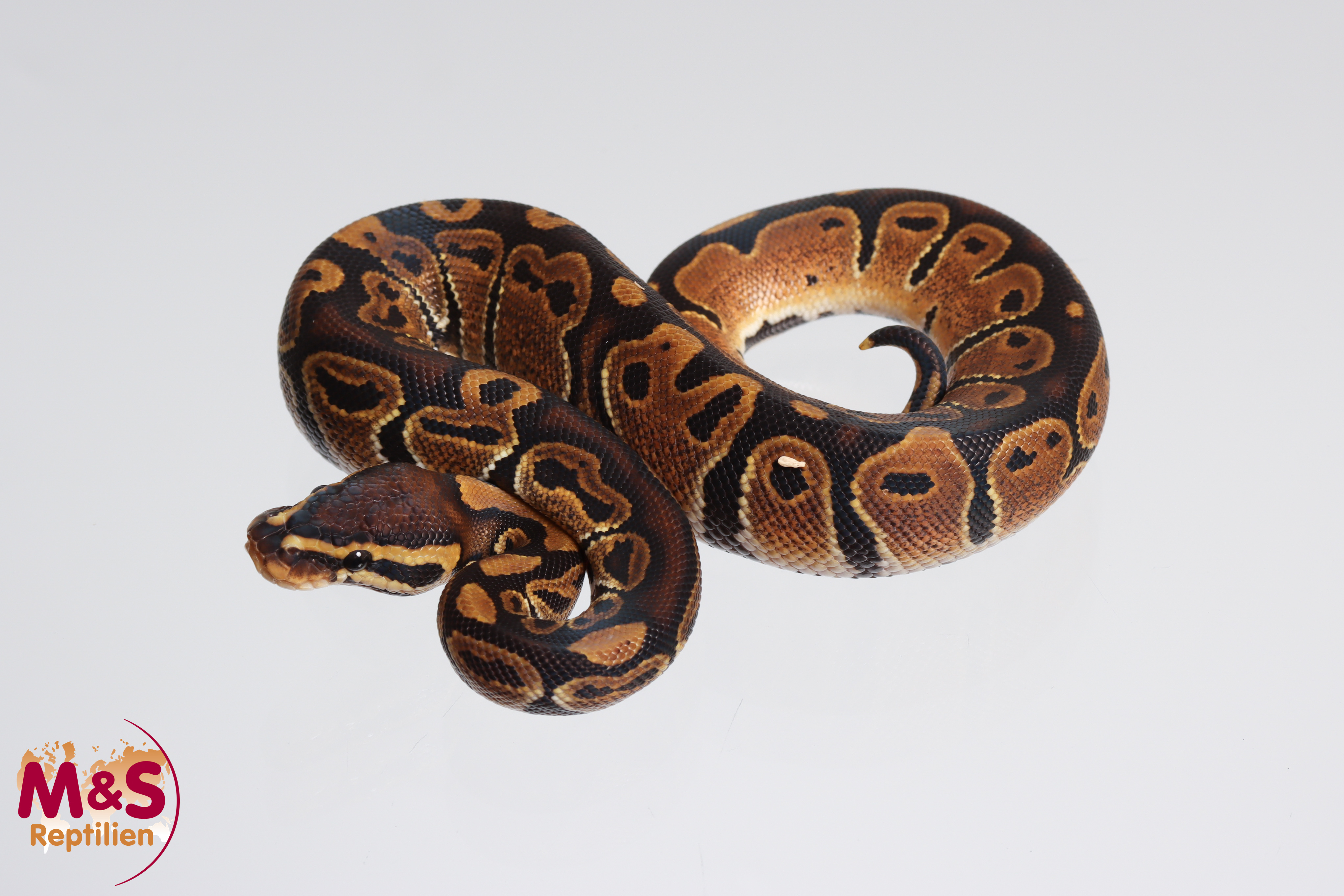 1.0 (Male) 100% hetero Sunset Königspython NZ´M&S´24 Python regius