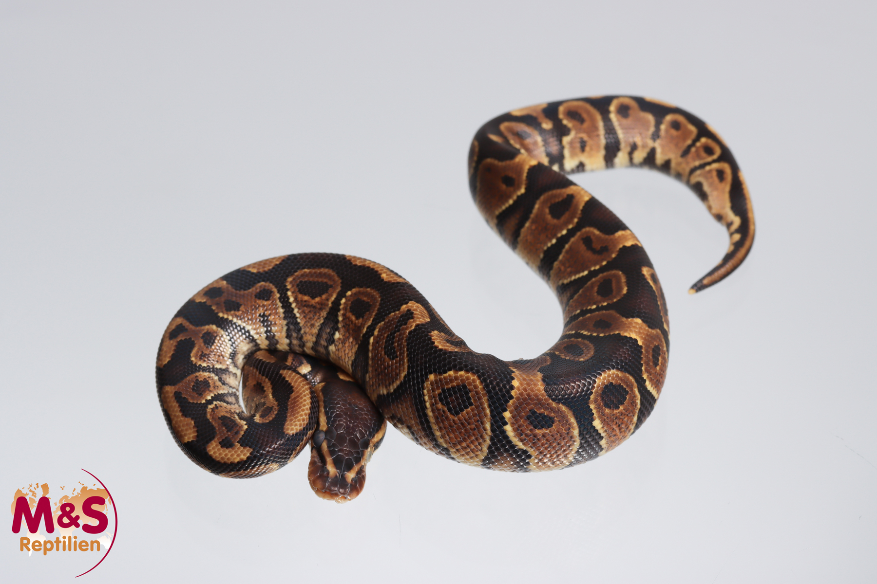 1.0 (Male) poss. Gravel Königspython NZ´M&S´23 Python regius