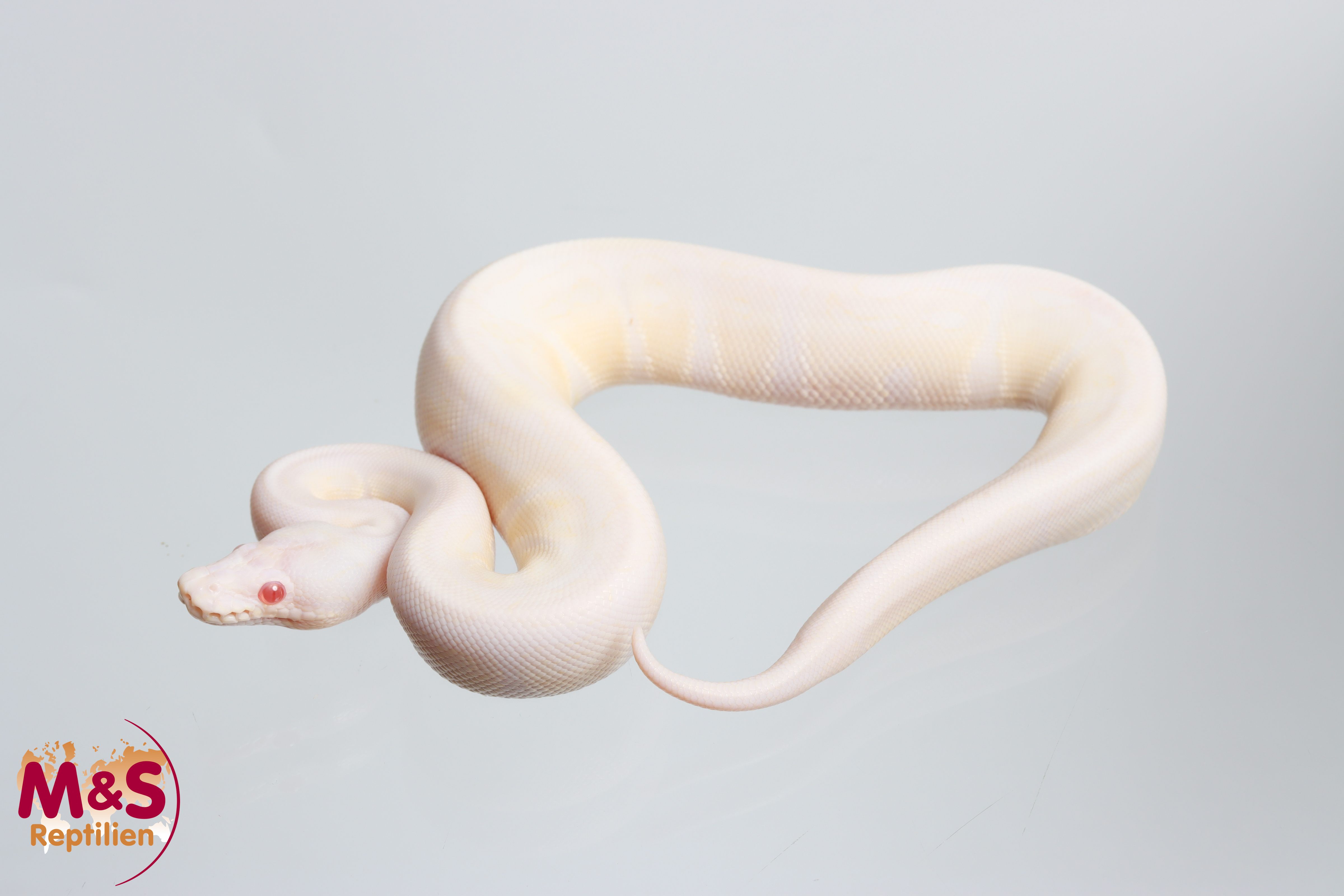 1.0 (Male) Snow VPI (Axanthic-Albino) Königspython NZ' 26 Python regius
