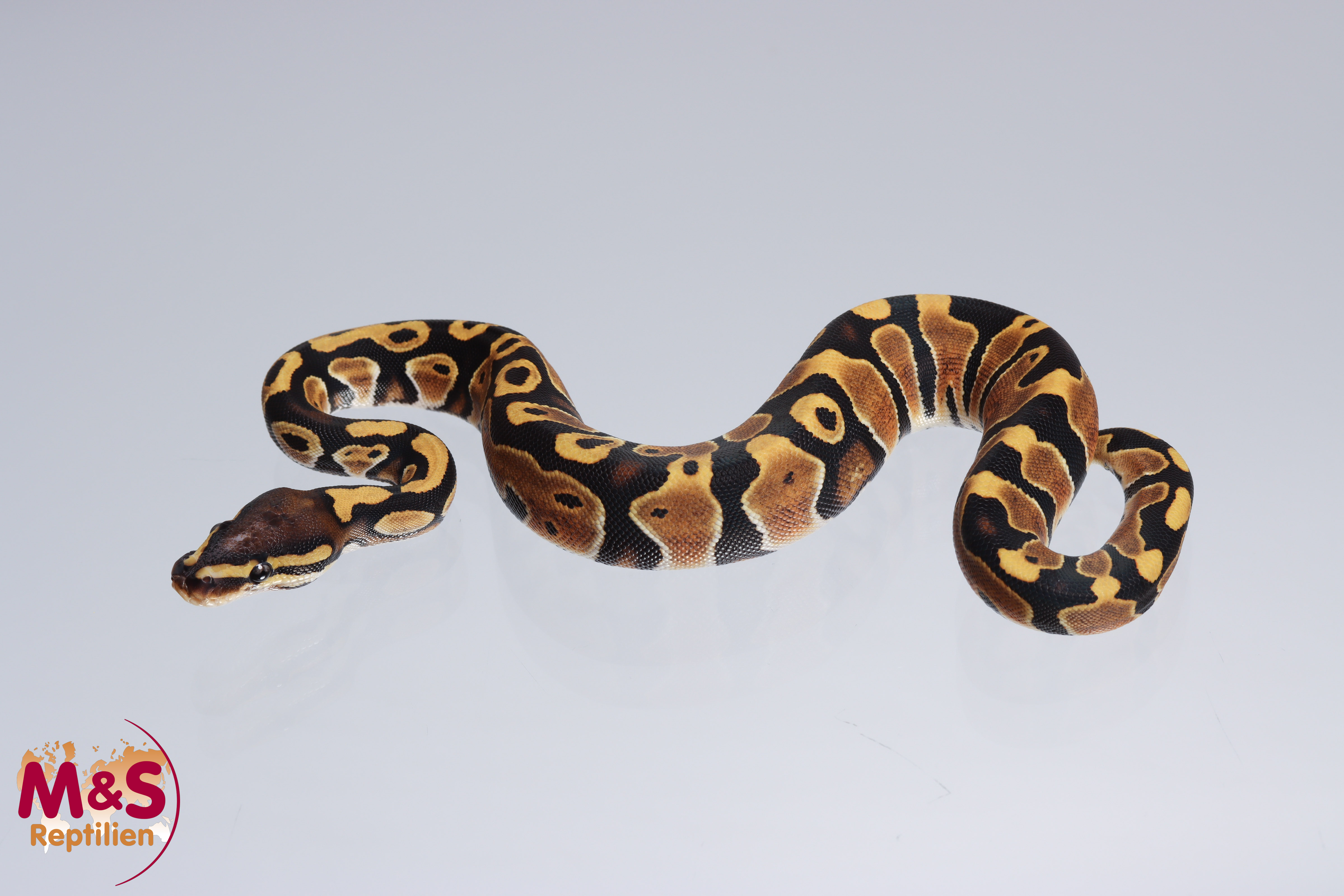 0.1 (Female) Scaleless Head Königspython NZ´M&S´22 Python regius
