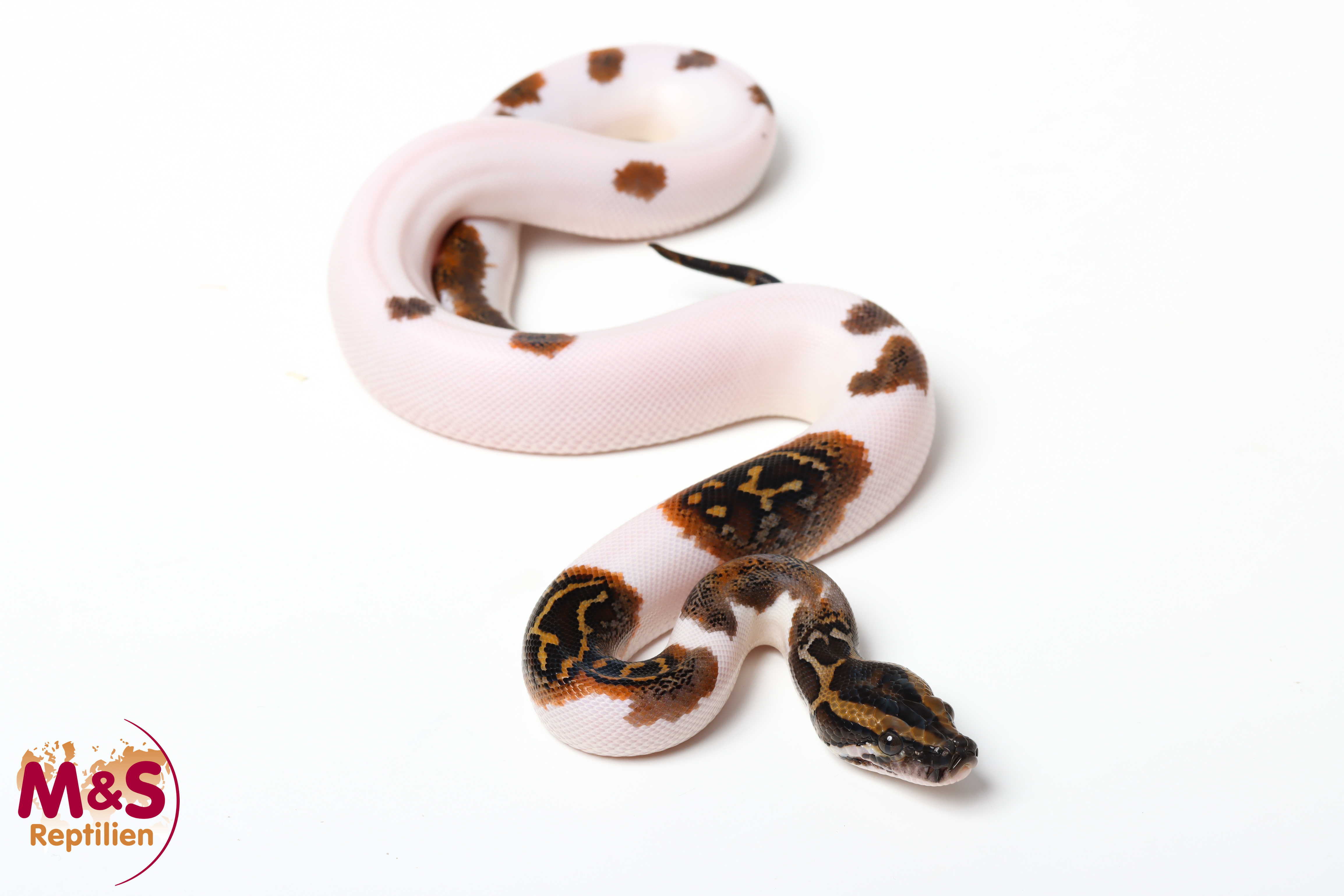 1.0 (Male) Piebald 100% hetero Caramel Tigerpython NZ'26 (ca.40cm) Python bivittatus