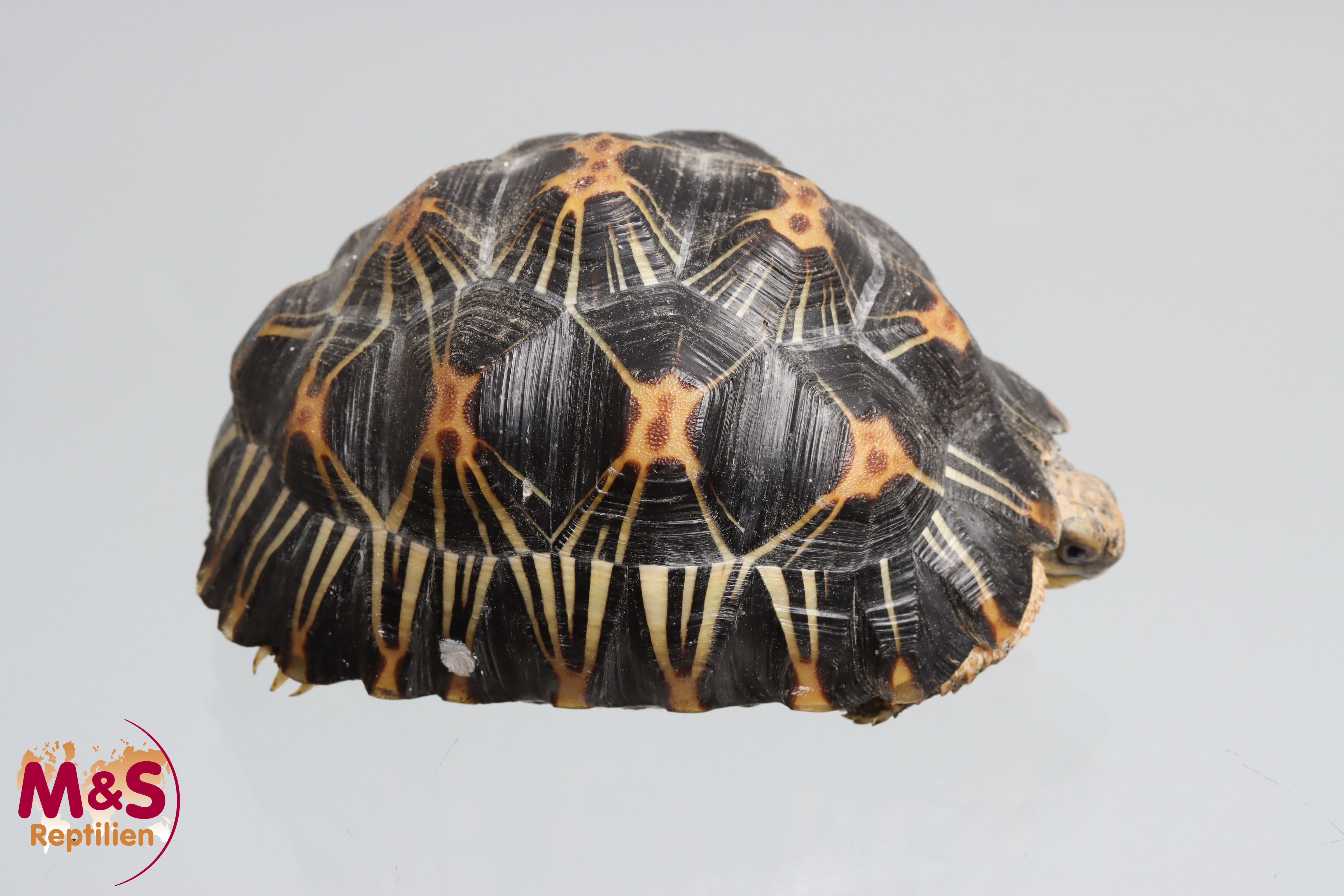 Strahlenschildkröte NZ´ 23 ( ca.11cm/ca.300g) Astrochelys radiata (Originalbild)