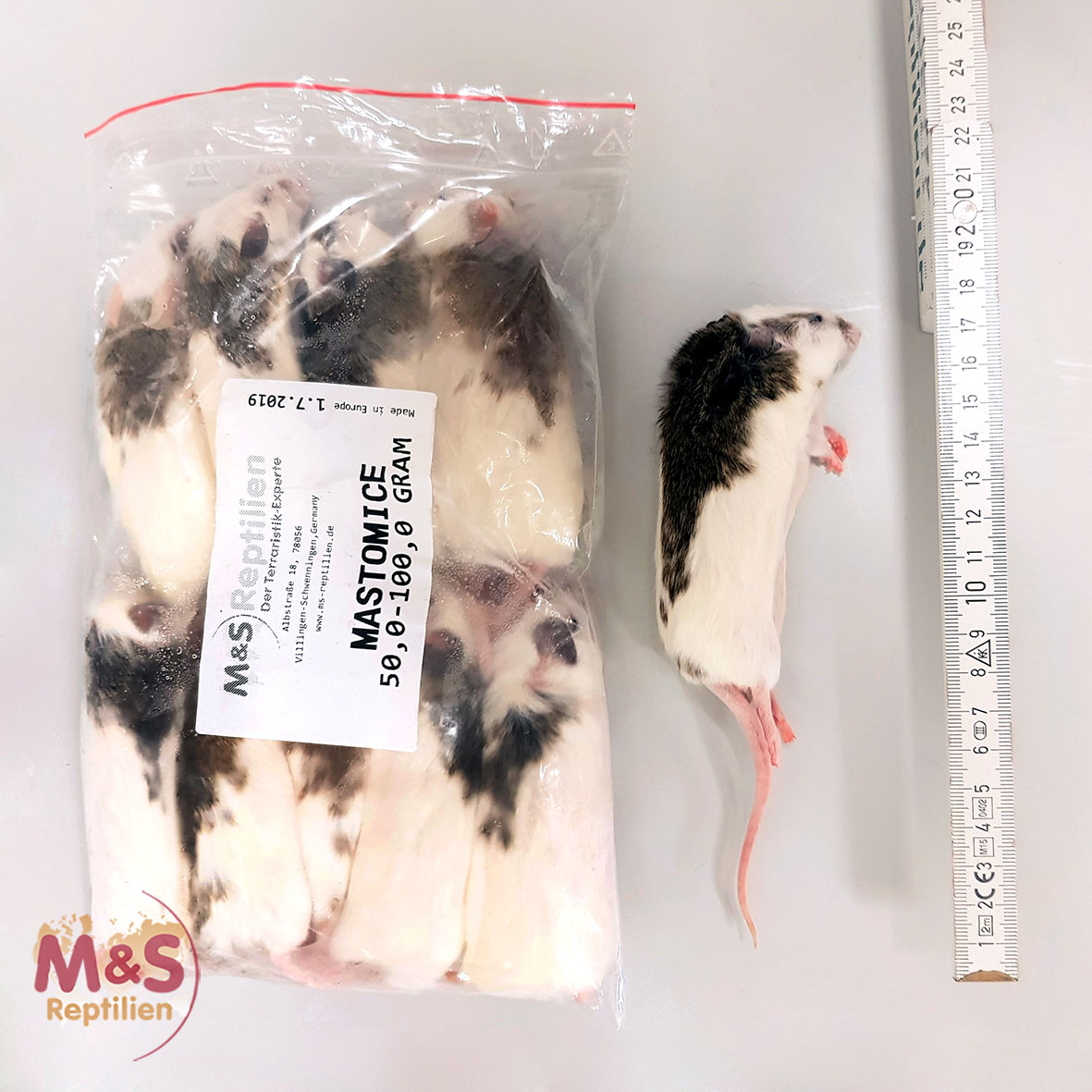 1x (einzelne) Vielzitzenmaus ( Mastomys) , gefroren, ca. 70-80g (large-X-large)