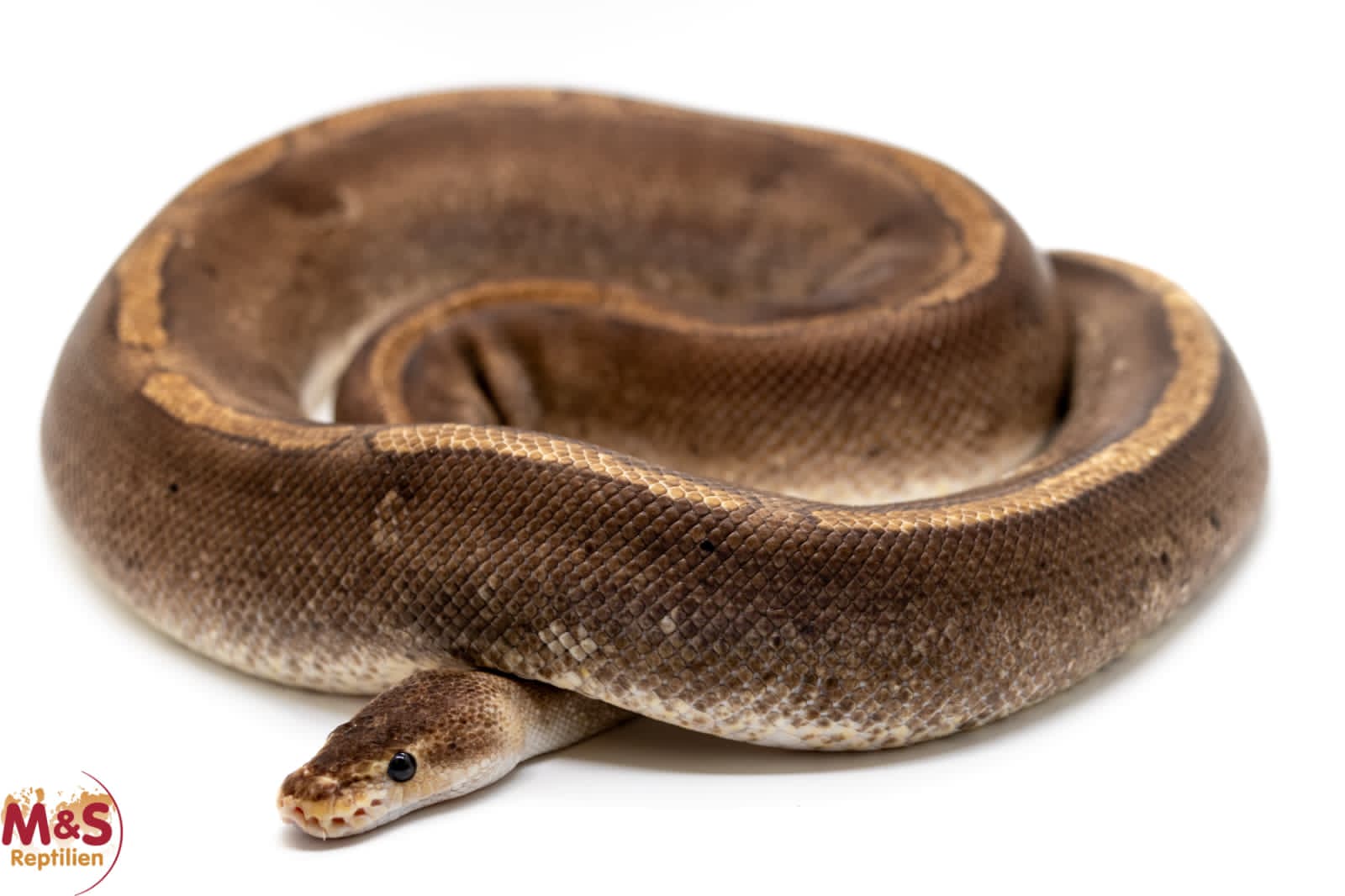 Female (0.1) Champagne Poss. Gravel (Poss. Highway-Maker) NZ´M&S´15 Python regius