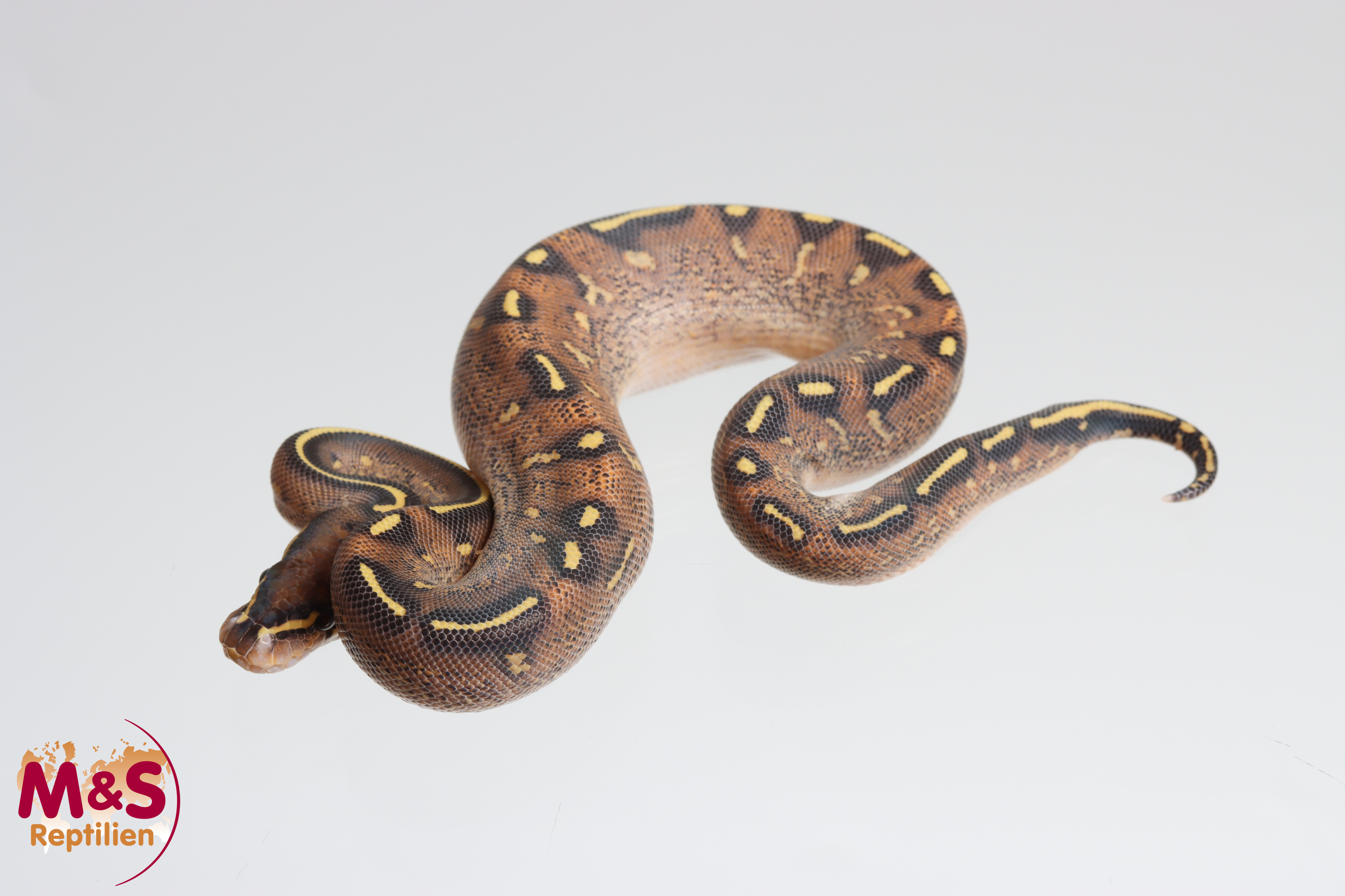 1.0 (Male) Super Gravel Königspython NZ´M&S´25 Python regius
