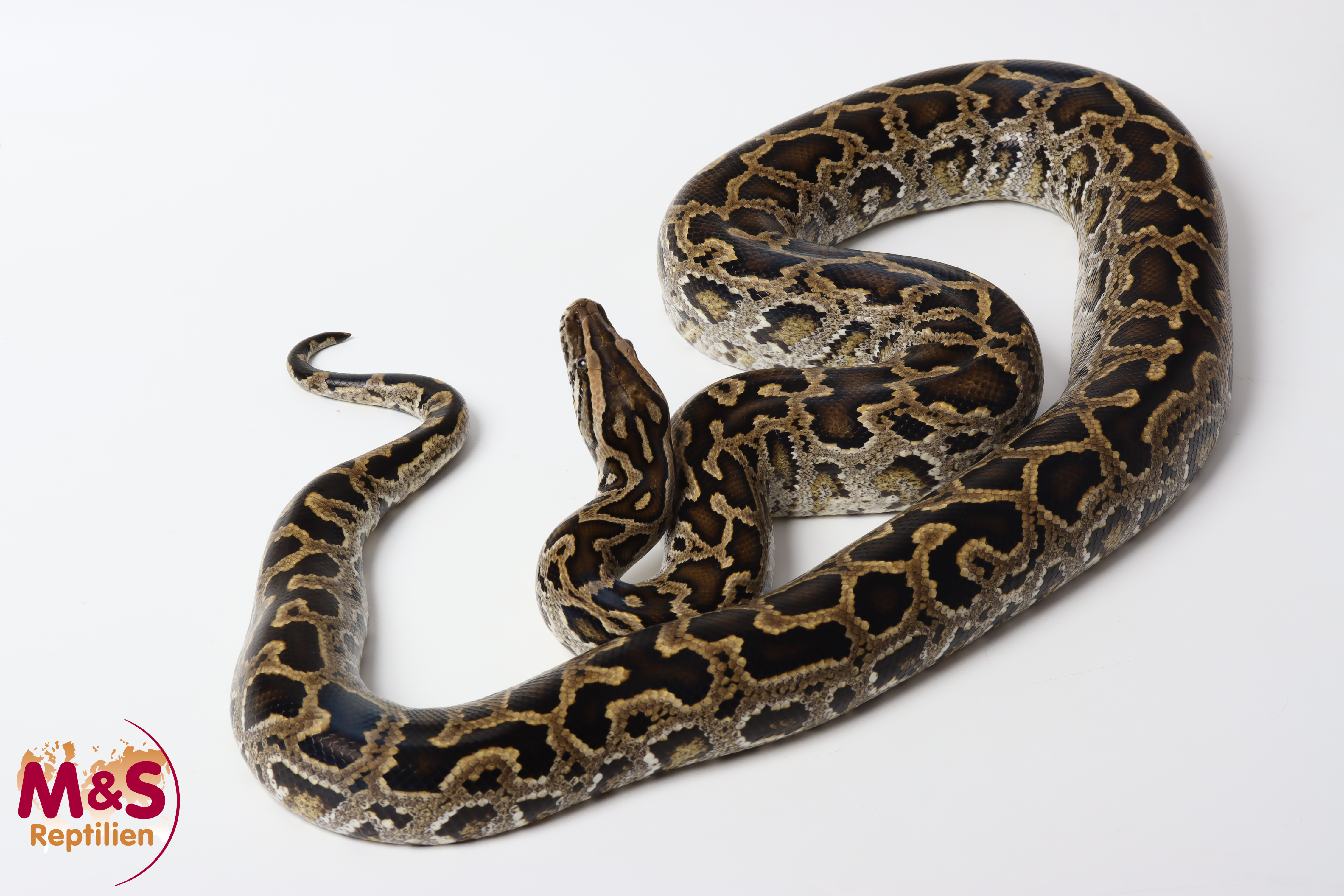 1.0 (Male) Zwerg-Tigerpython NZ'20 (ca. 160cm) Python bivittatus progschai (Originalbild)