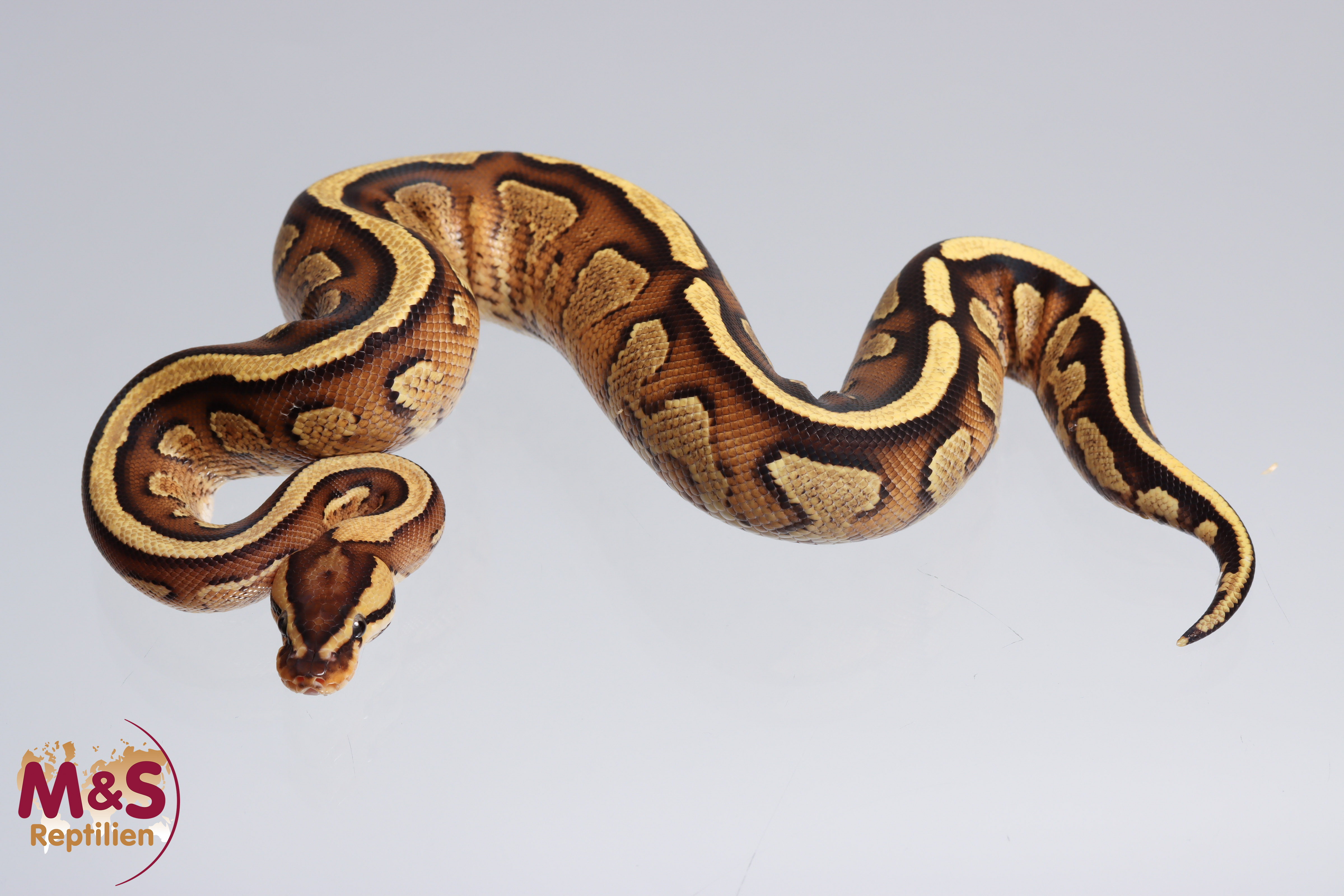 0.1 (Female) Gravel - Specter Königspython NZ´M&S´22 Python regius