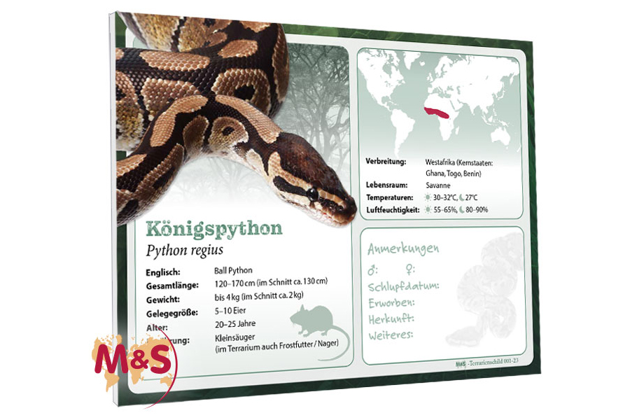 Terrarienschild (Zooschild) Königspython, Python regius