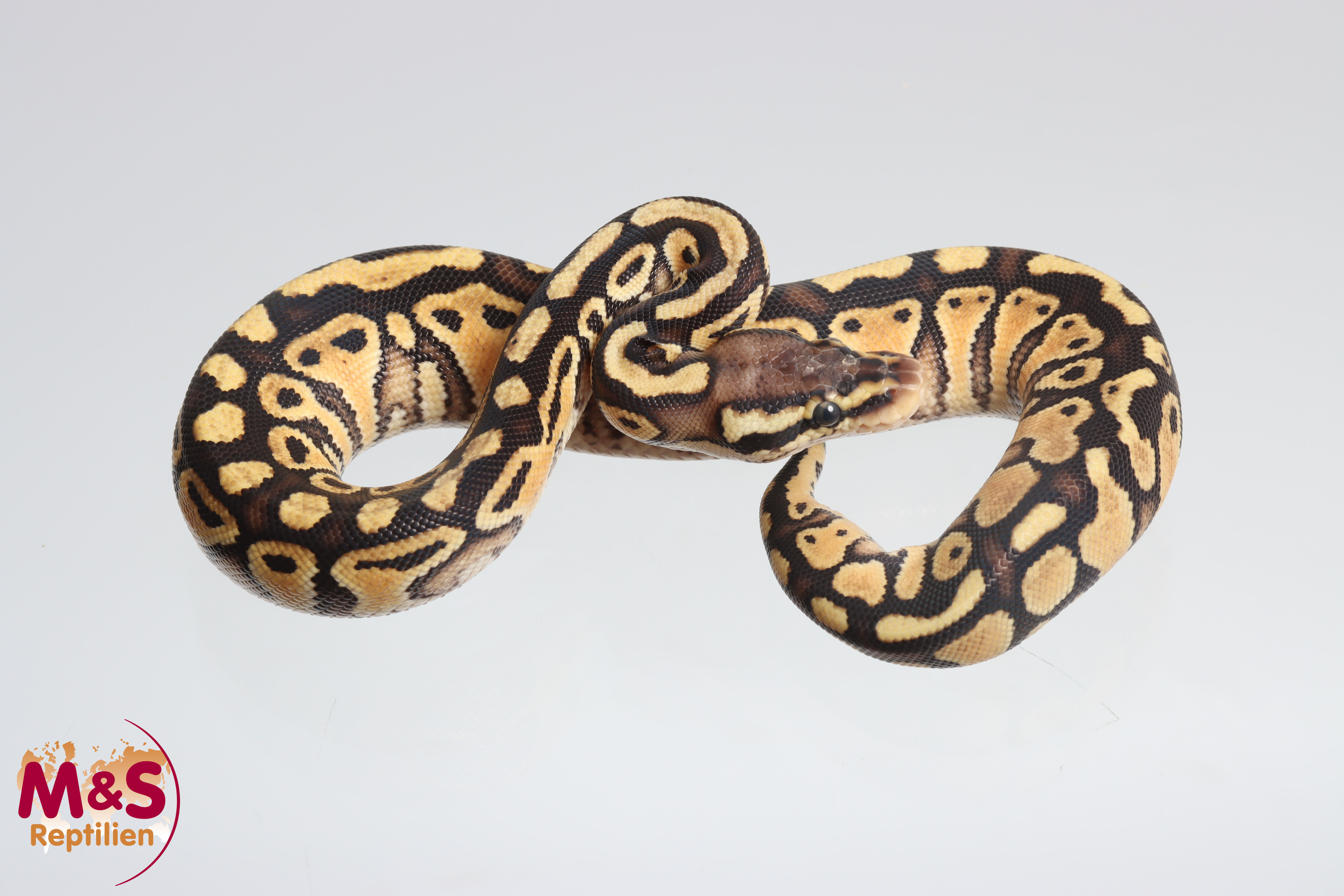 0.1 (Female) Pastel Special Königspython NZ´M&S´25 Python regius