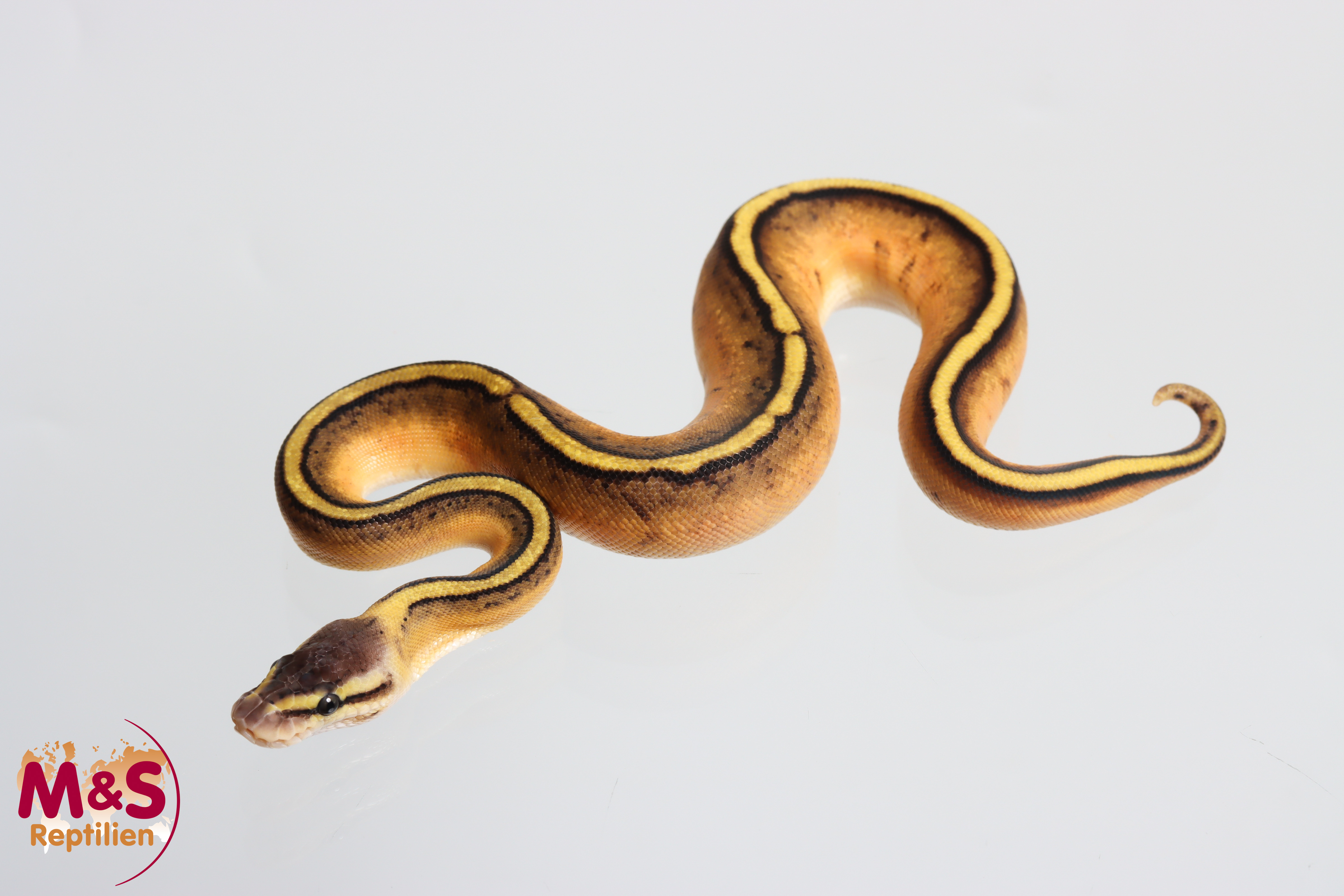 0.1 (Female) Genetic Stripe-Pastel Königspython NZ' M&S 26 Python regius