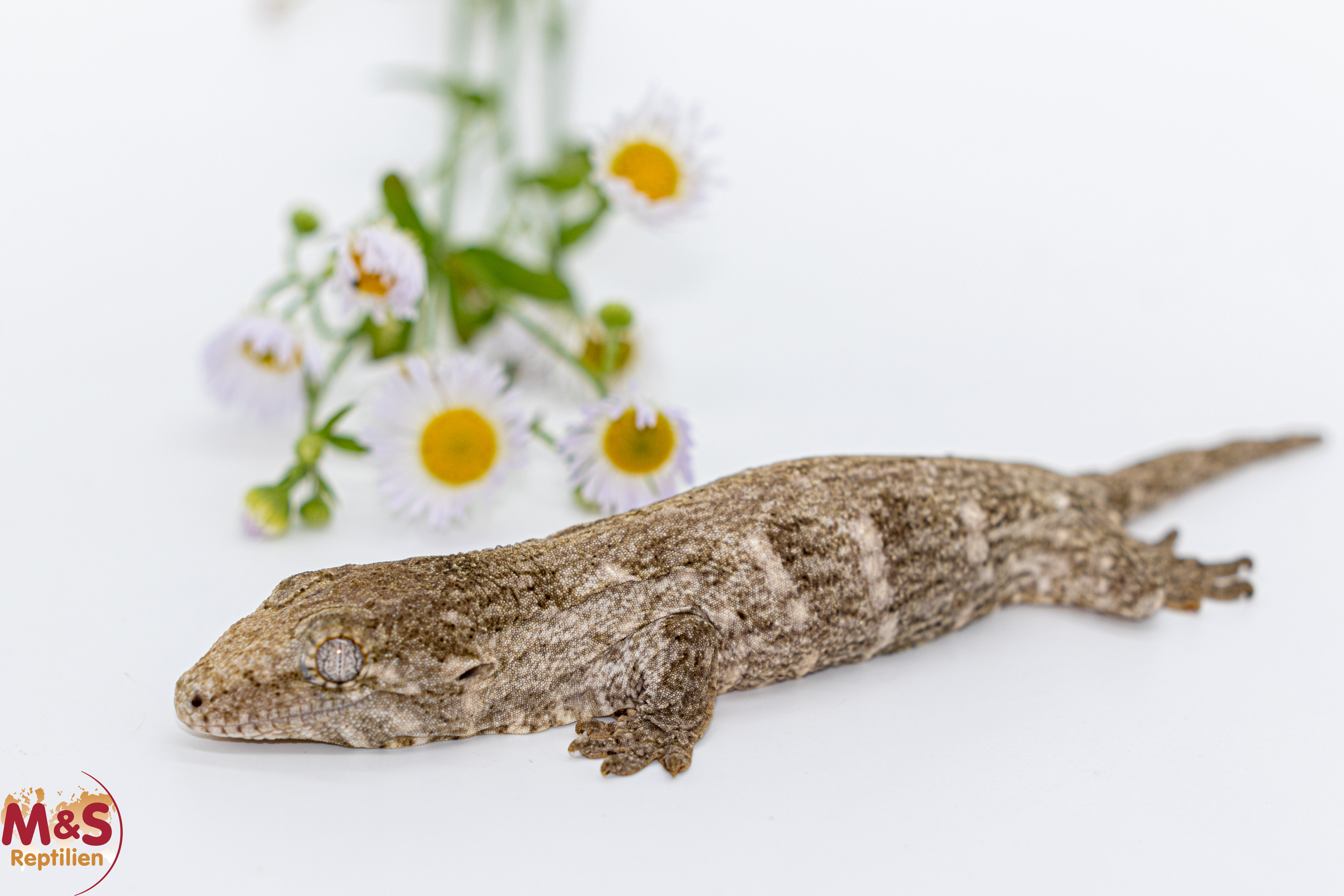 1.0 (Male) Riesengecko -Friedel x Tröger Fridel- (small) NZ´ 26 Rhaco. leachianus (Originalbild)