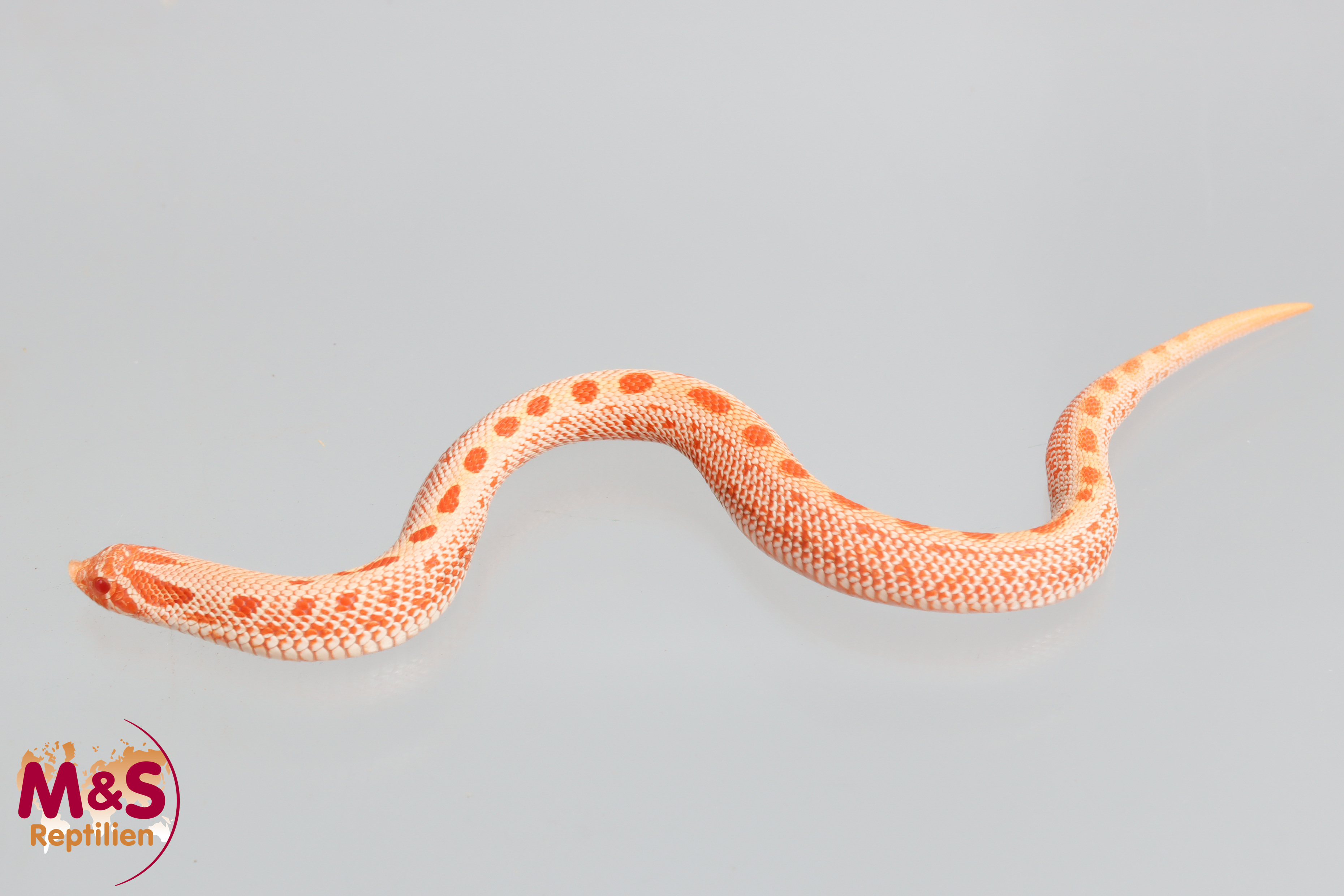 Arctic Albino Conda Hakennasennatter NZ´26 (ca.15-20 cm) Heterodon nasicus