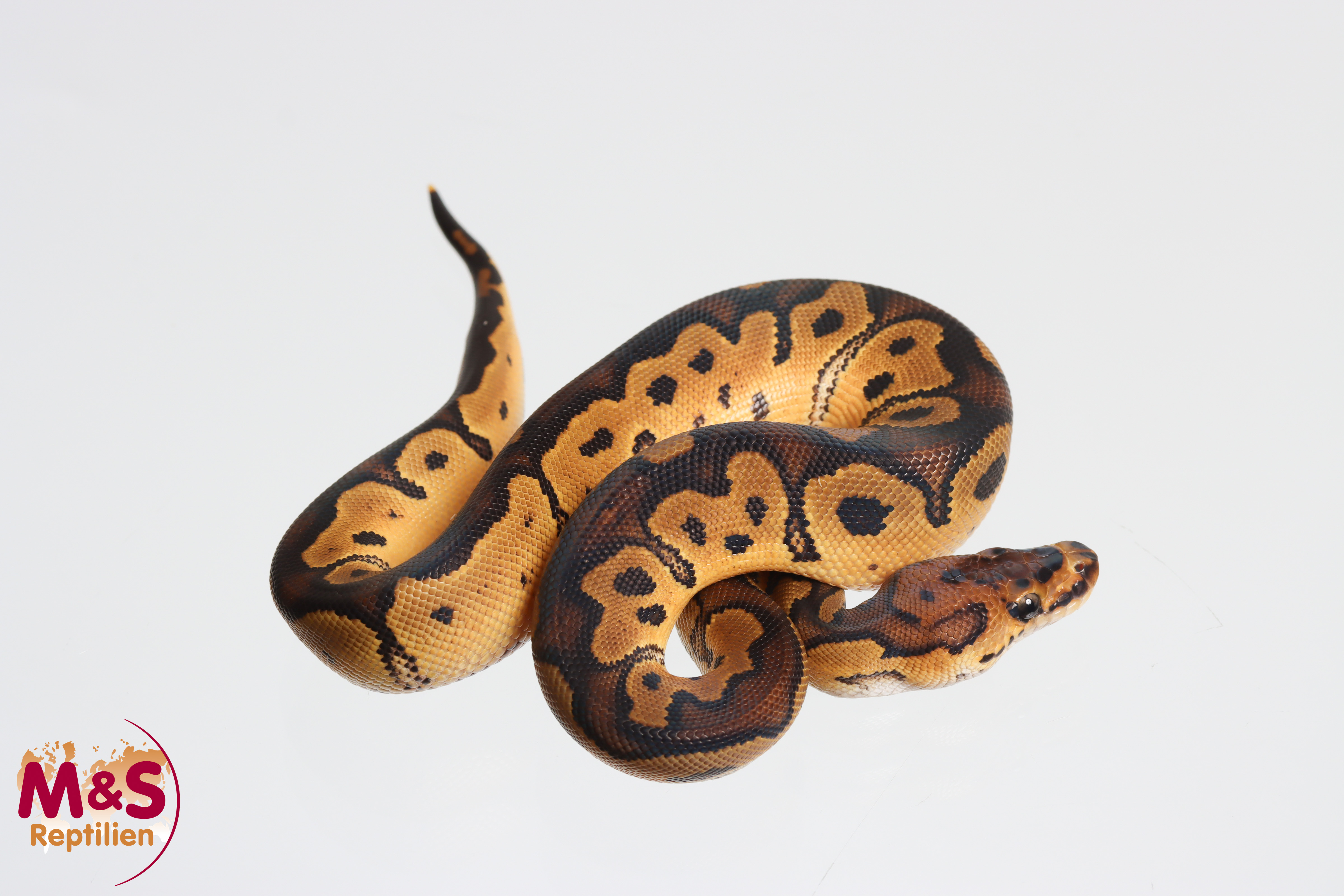 0.1 (Female) Clown Königspython NZ´M&S´26 Python regius