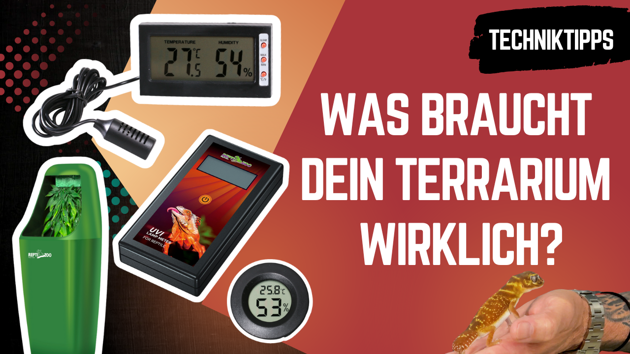 Was braucht dein Terrarium WIRKLICH? UV, Nebler, Thermostat & Co.